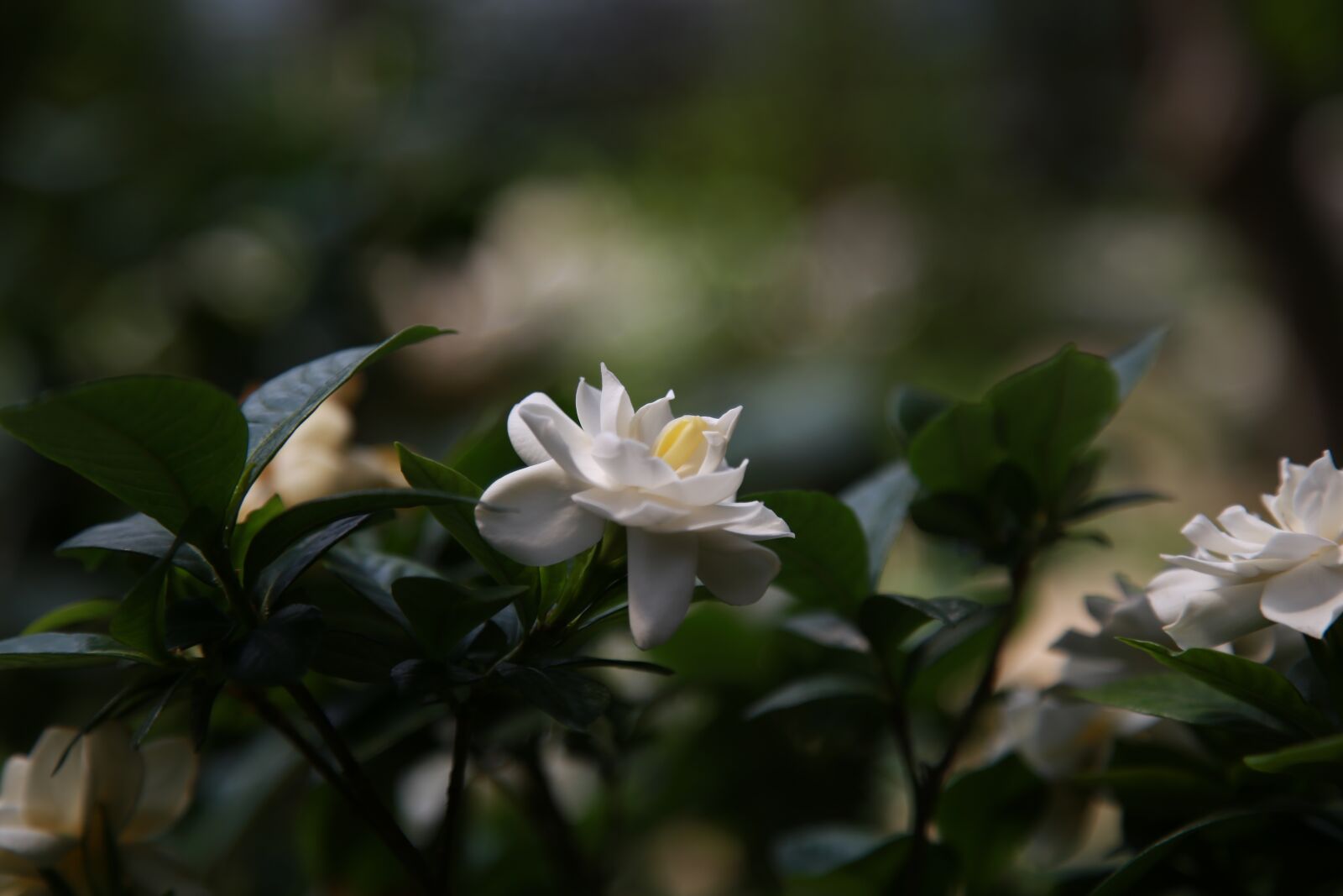 Canon EOS 6D + Canon EF 24-105mm F4L IS USM sample photo. Gardenia, fragrance, nature photography