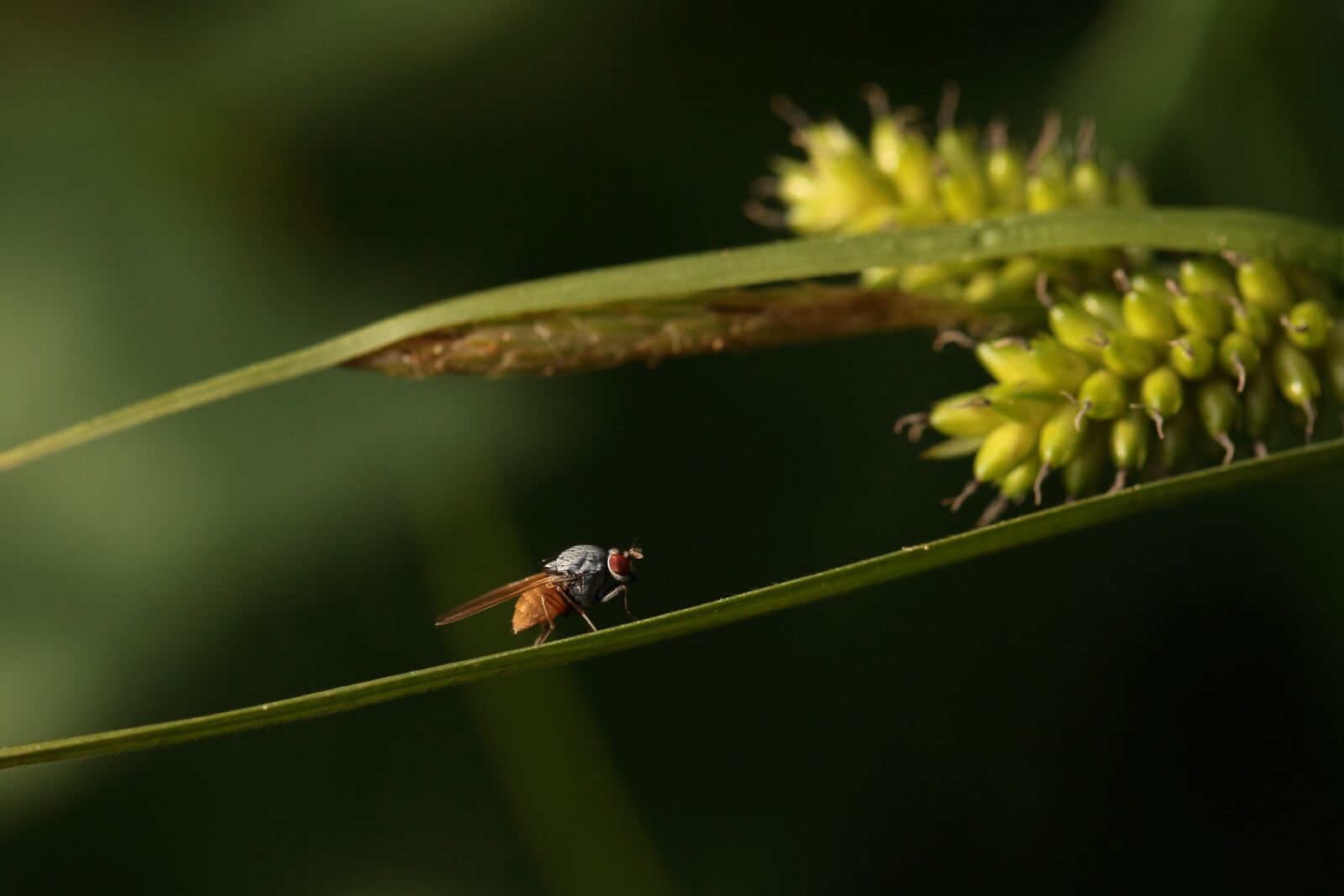 Canon EOS 600D (Rebel EOS T3i / EOS Kiss X5) sample photo. Fly, insect, macro photography