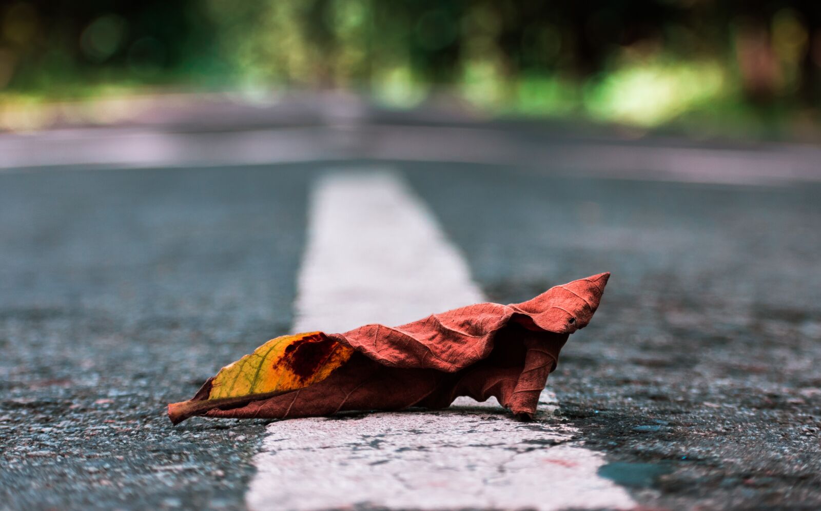 Nikon D3400 sample photo. Leaves, road, nature photography