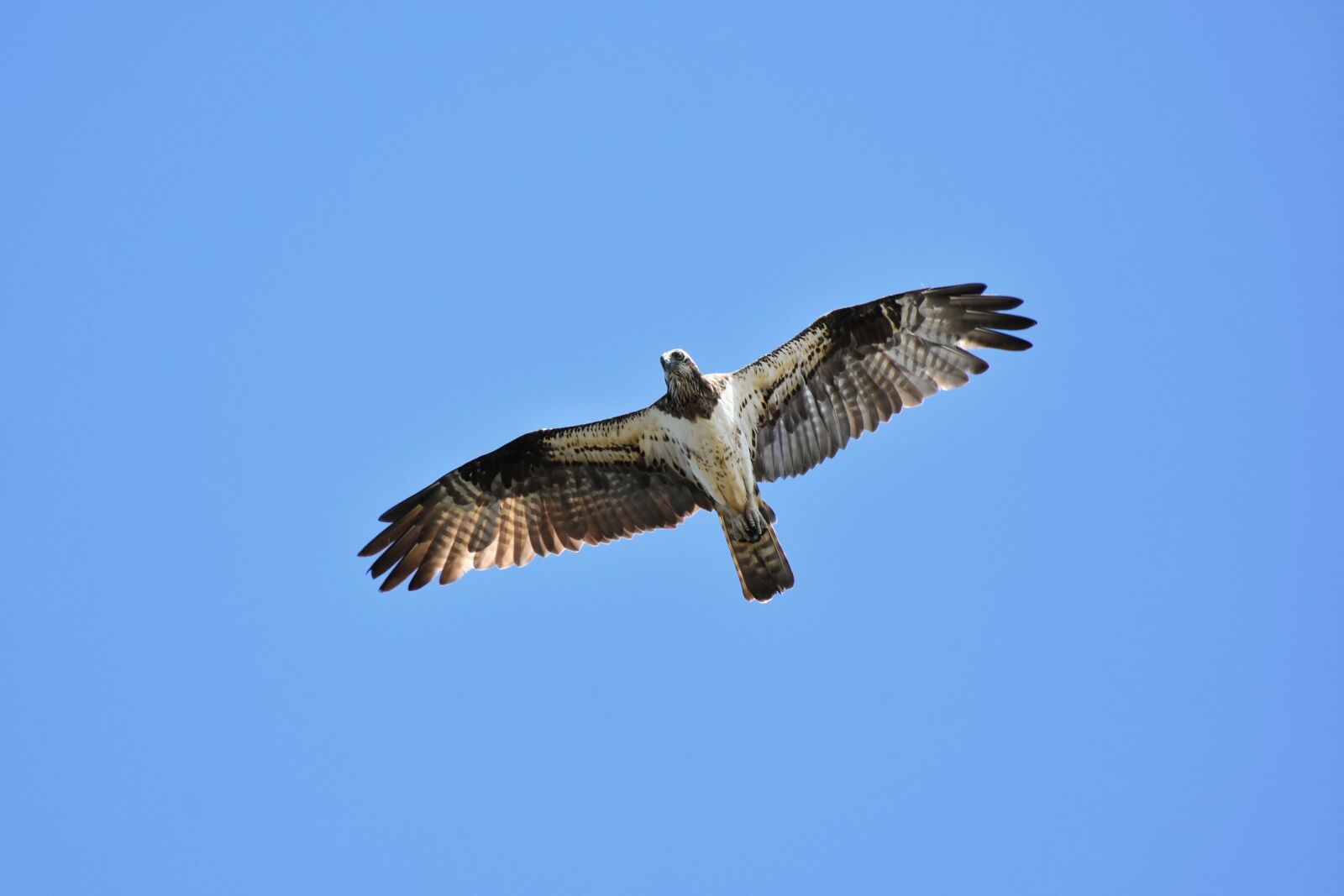 Nikon D7200 sample photo. Animal, sky, bird photography
