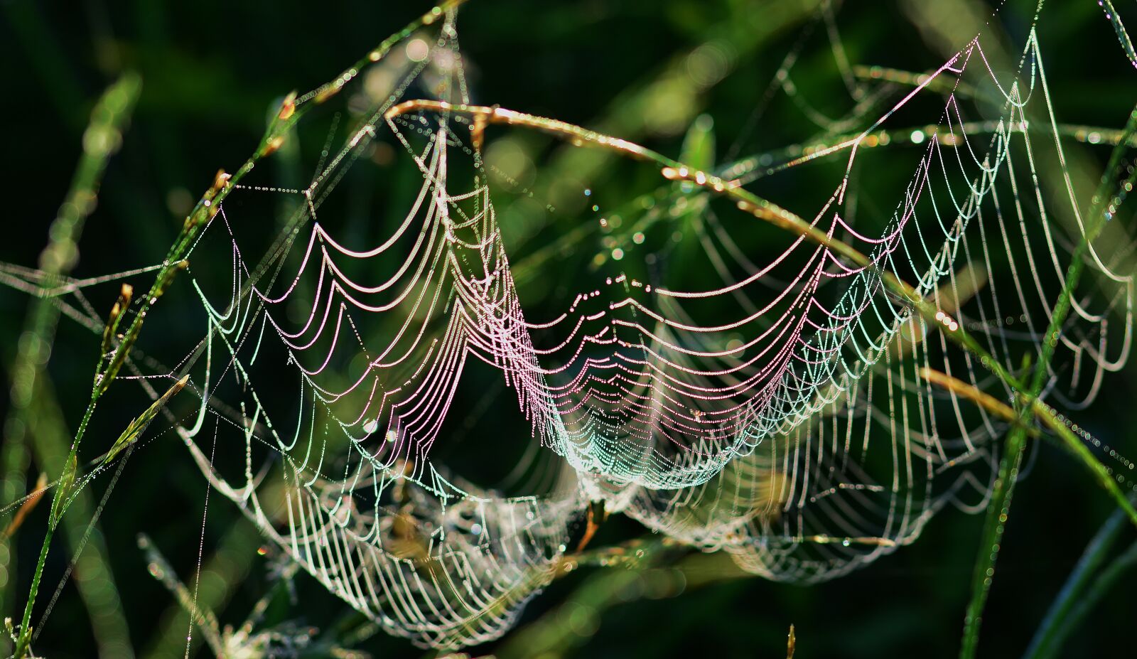 Nikon D5200 sample photo. Cobweb, morning sun, color photography
