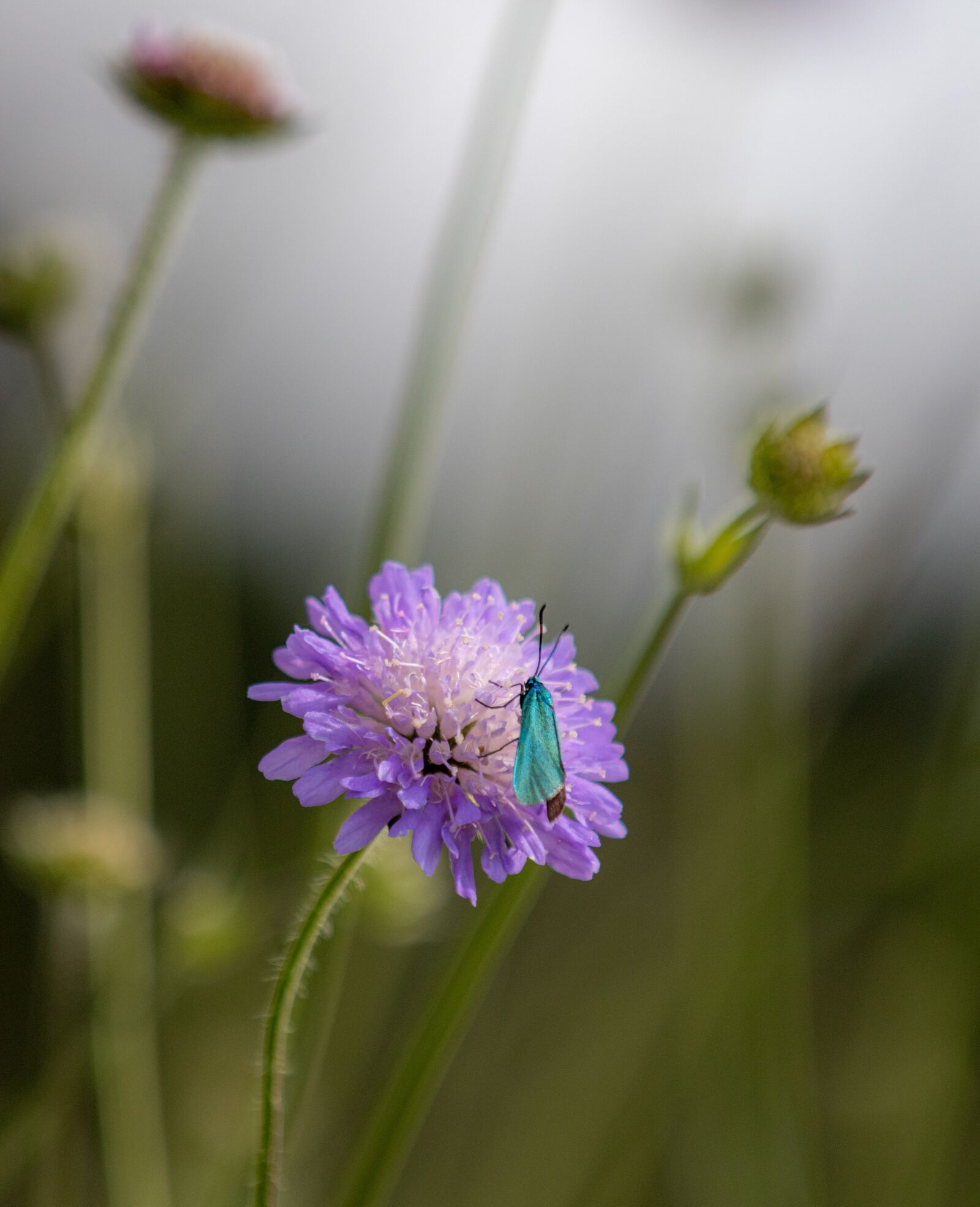 Canon EOS 80D sample photo. Green aries chen, butterfly photography