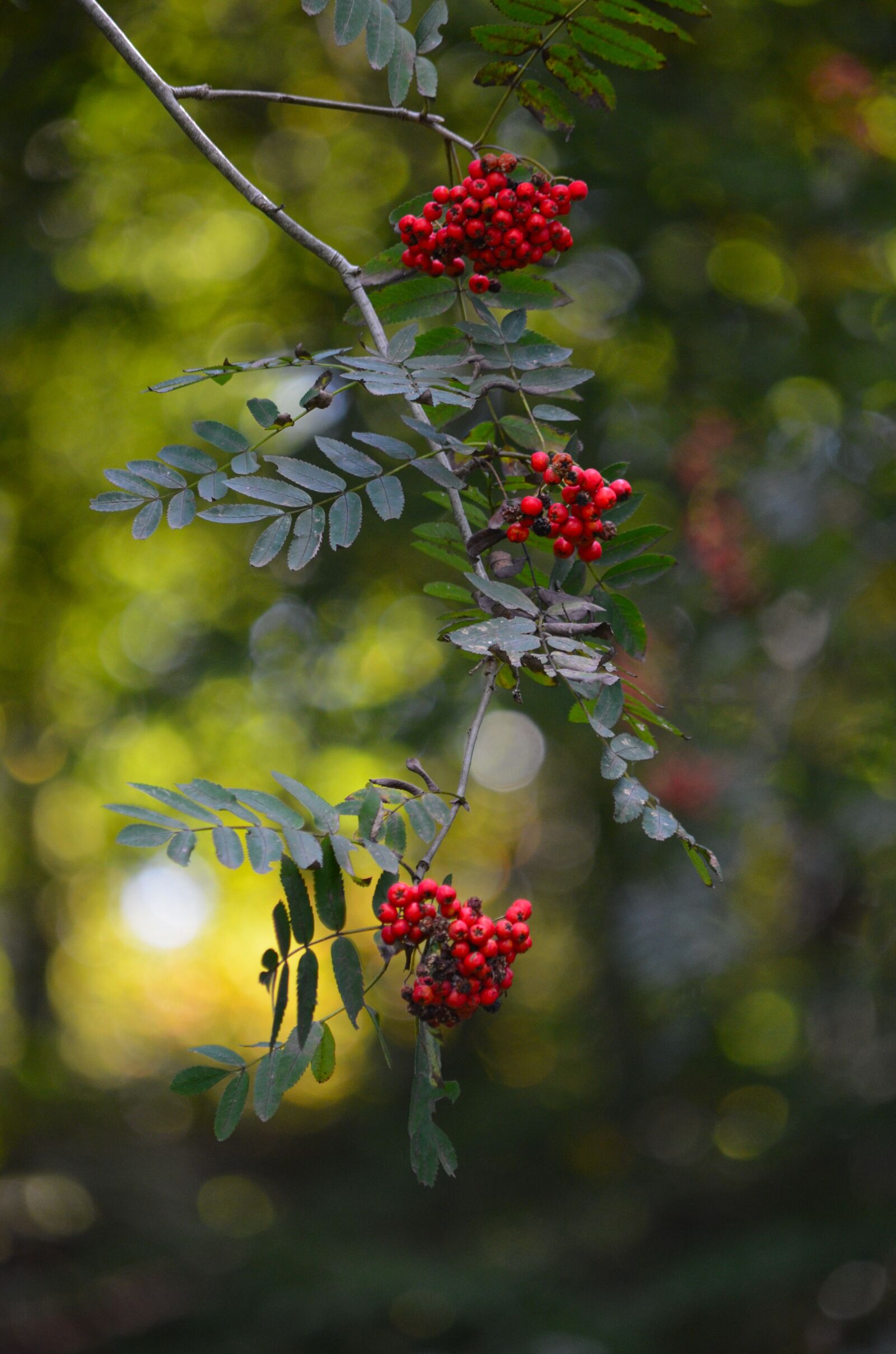 Nikon D5100 sample photo. Games of light, red photography