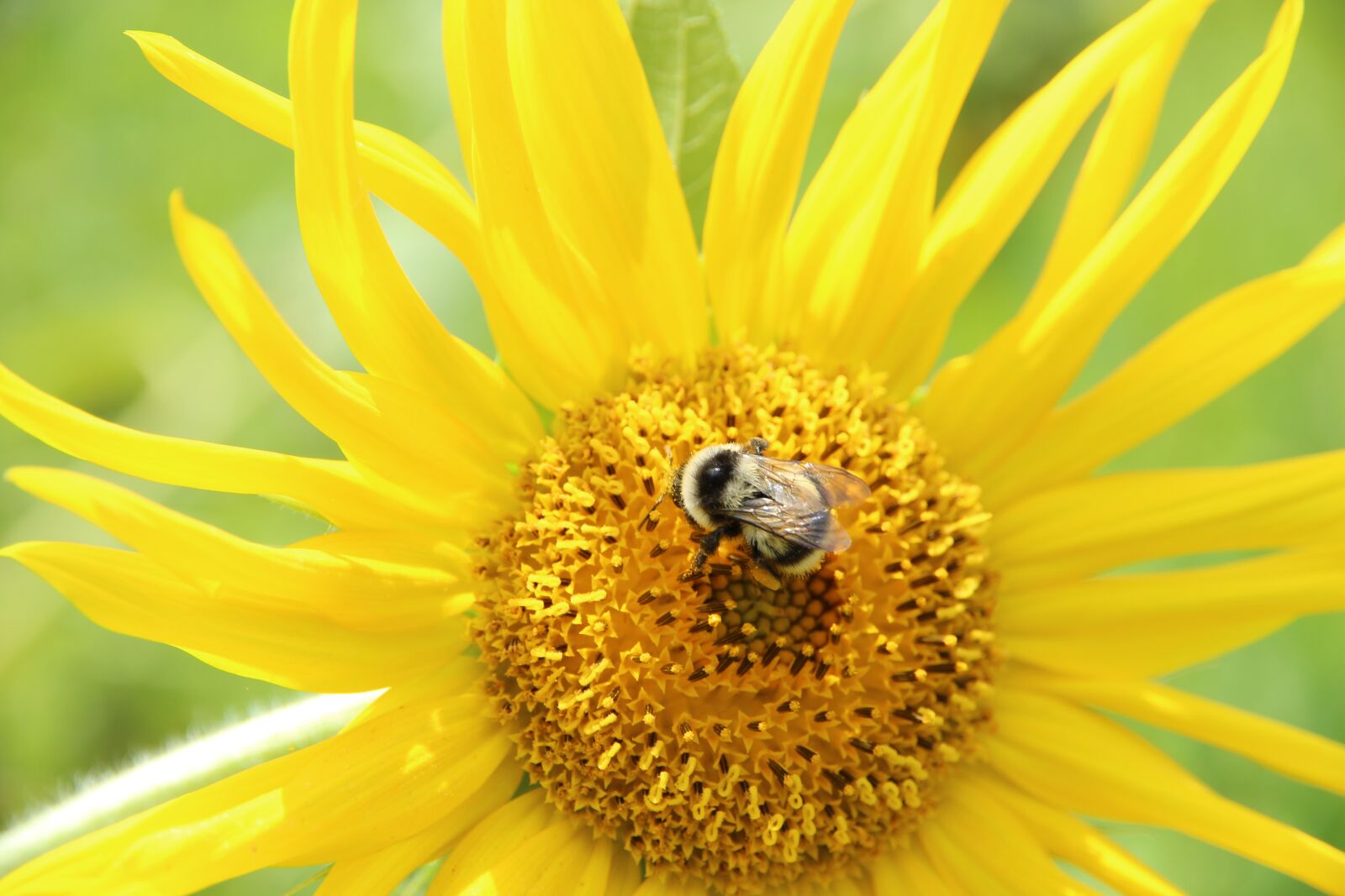 Canon EOS 650D (EOS Rebel T4i / EOS Kiss X6i) sample photo. Sunflower, plant, flower photography