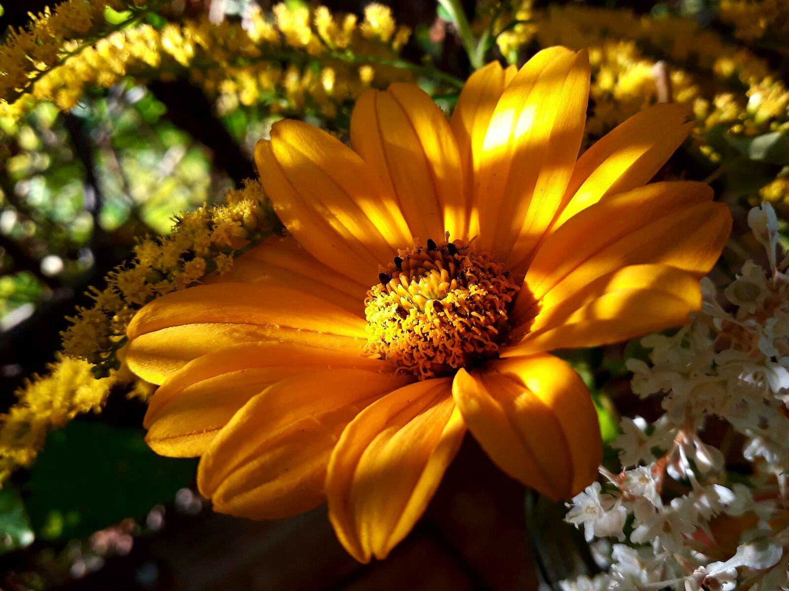 Samsung Galaxy A3(2017) sample photo. Sunflower, golden rod, autumn photography