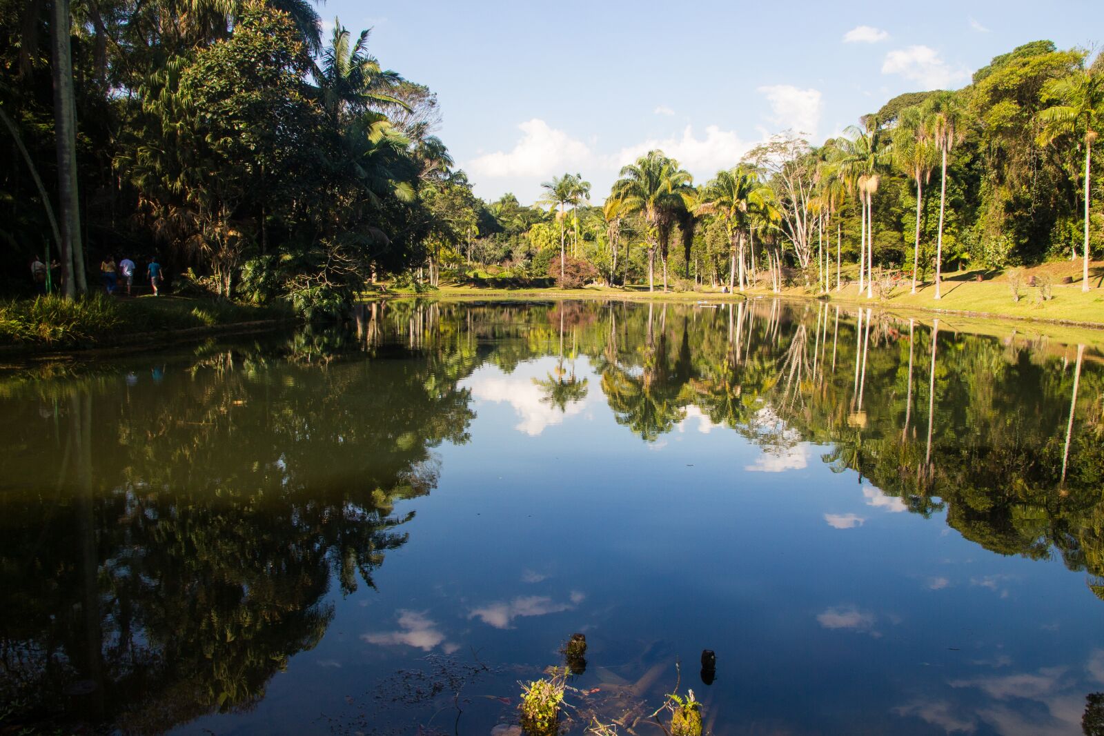 Canon EOS 700D (EOS Rebel T5i / EOS Kiss X7i) sample photo. Nature, amazon, brazil photography
