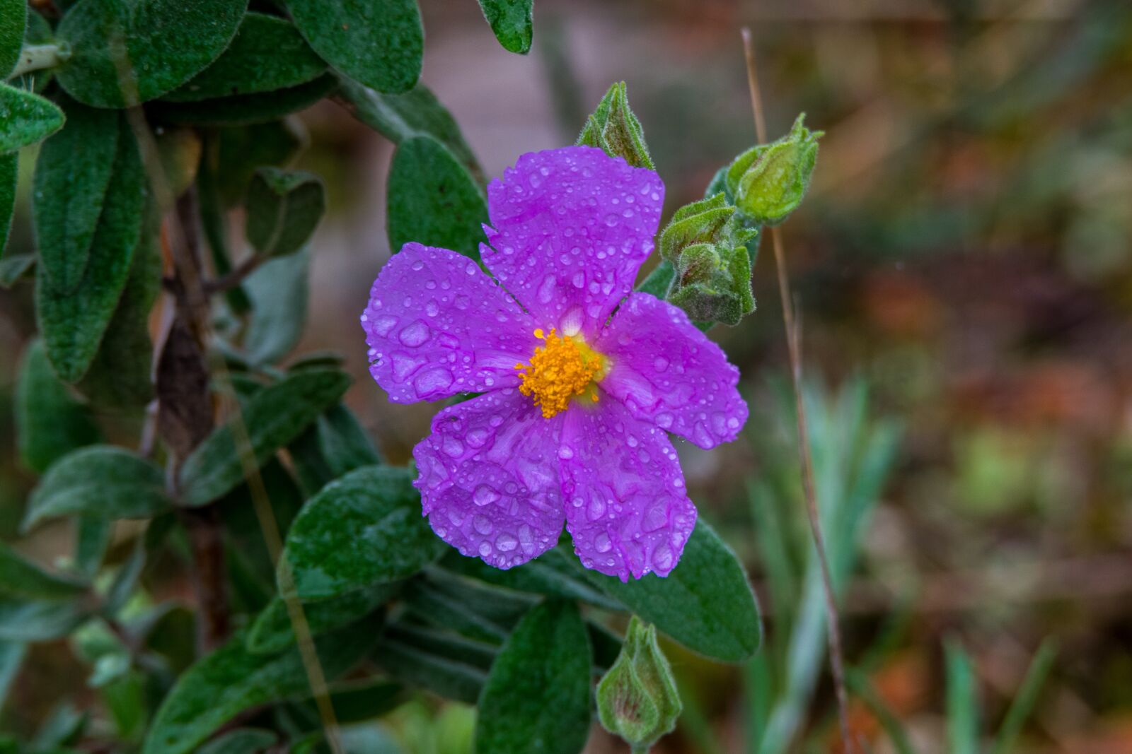 Nikon D5300 sample photo. Nature, flower, plant photography