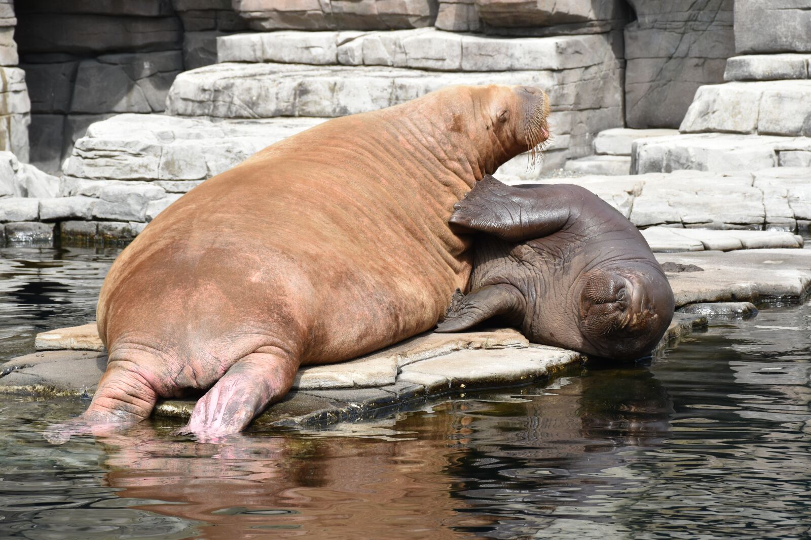 Nikon D5500 sample photo. Hagenbeck, hamburg, zoo photography