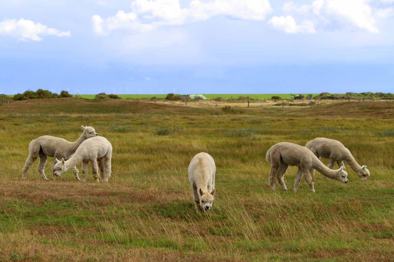 Canon EOS 700D (EOS Rebel T5i / EOS Kiss X7i) sample photo. Langeoog, island, east frisia photography