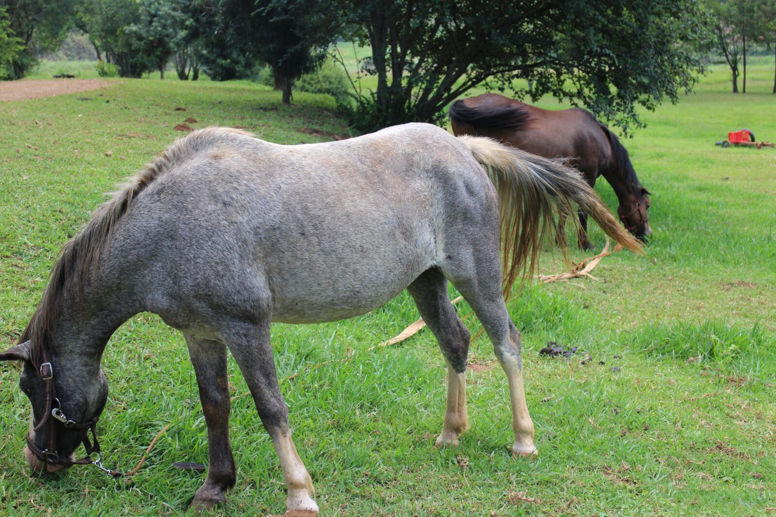 Canon EOS M sample photo. Mammal, animal, farm photography