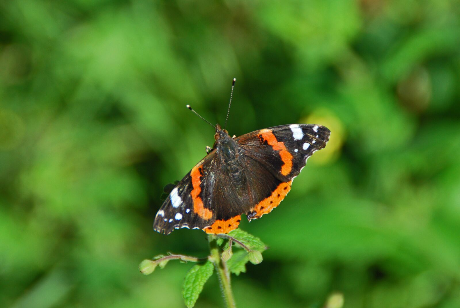 Nikon D60 sample photo. Butterfly, tender, nature photography