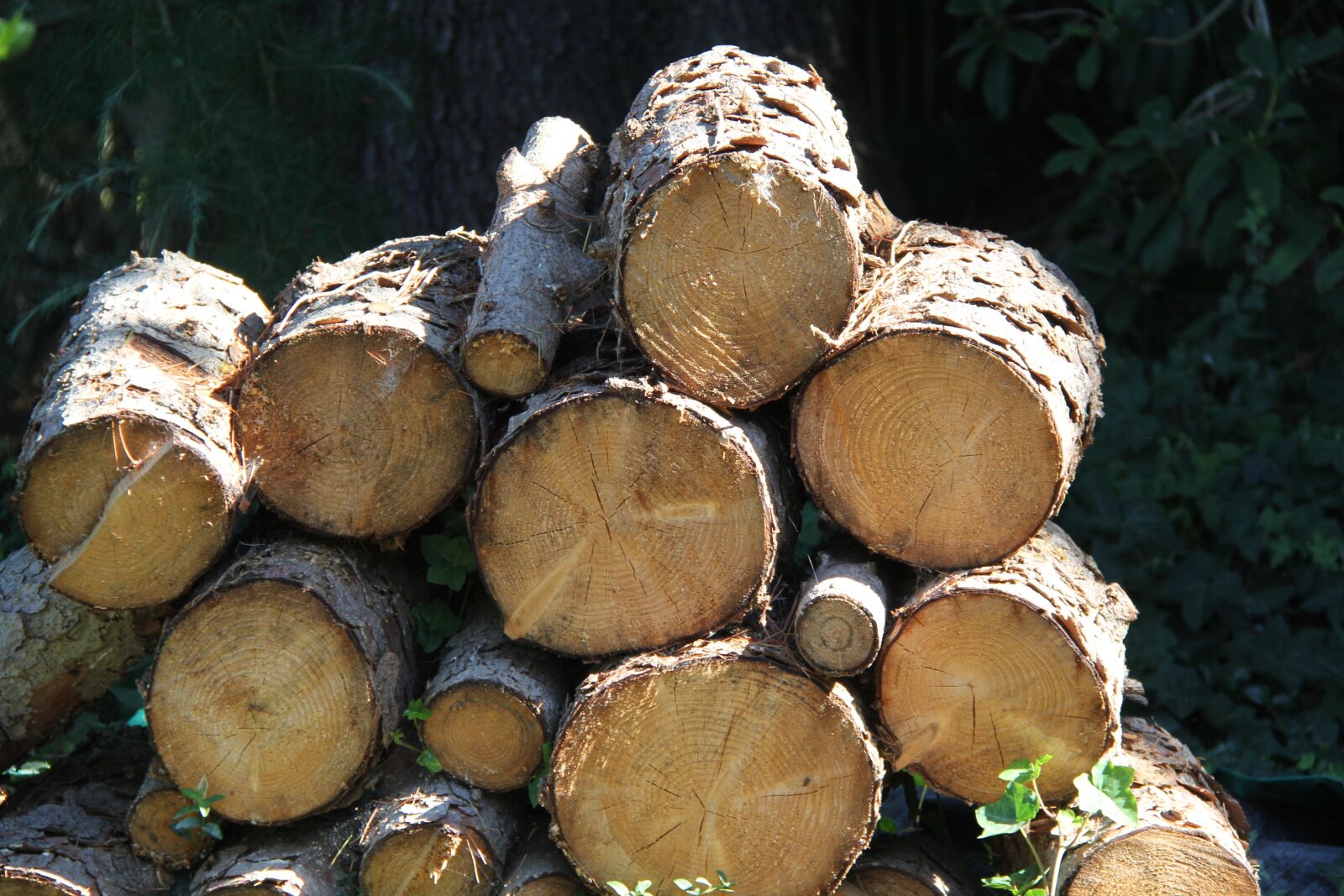 Canon EF-S 18-200mm F3.5-5.6 IS sample photo. Wood, chopped wood, pile photography