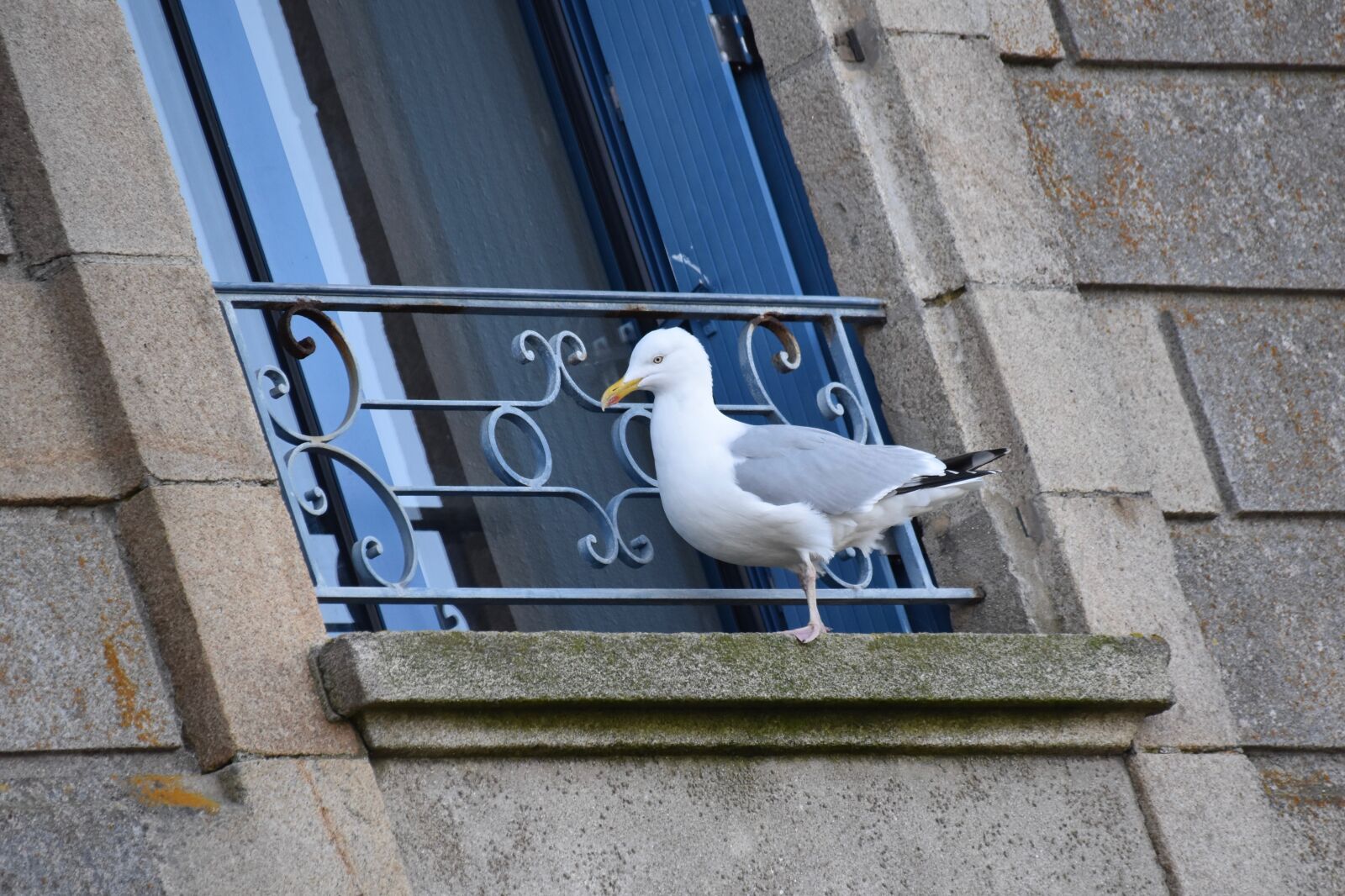 Nikon D5600 sample photo. Gull, seagull, seagull balcony photography