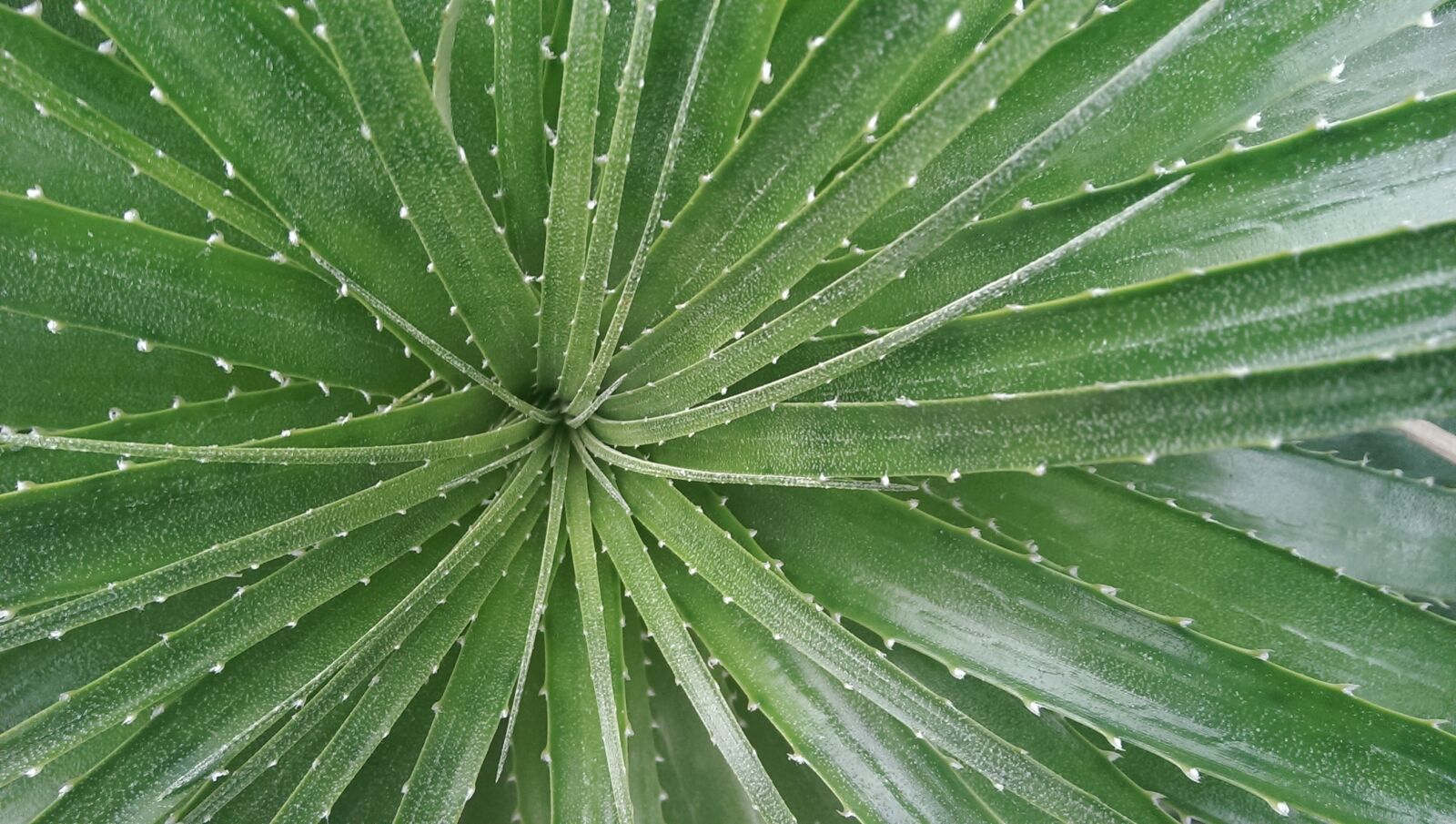 HTC ONE MINI sample photo. Nature, close up, leaf photography