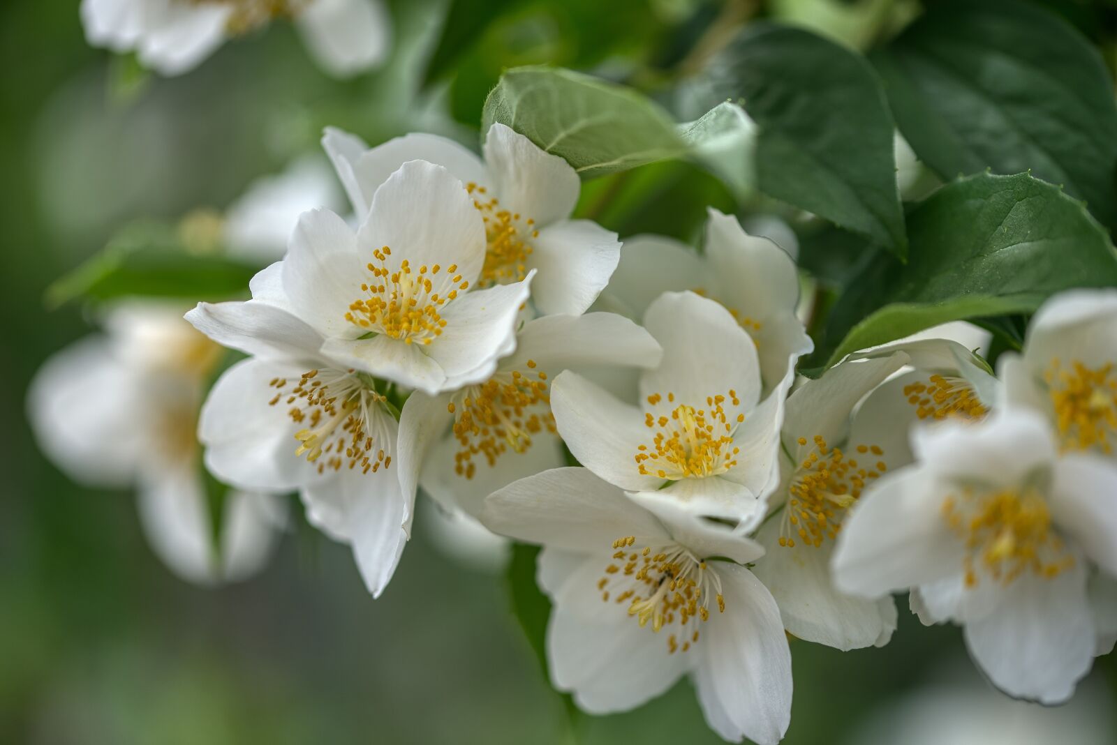 Nikon D750 sample photo. Philadelphus coronary, whistle shrub photography
