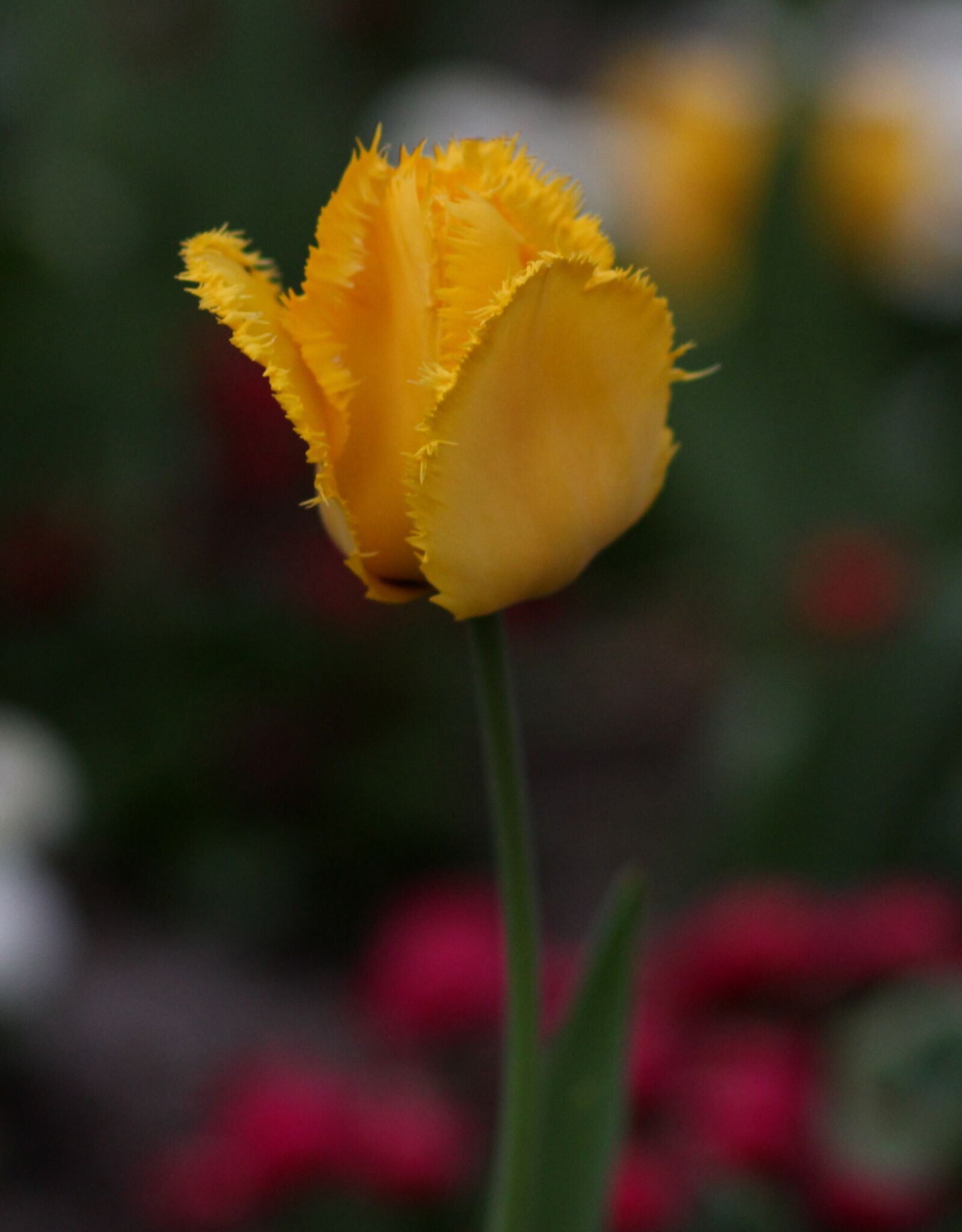 Canon EF 85mm F1.8 USM sample photo. Tulip, yellow, petals photography