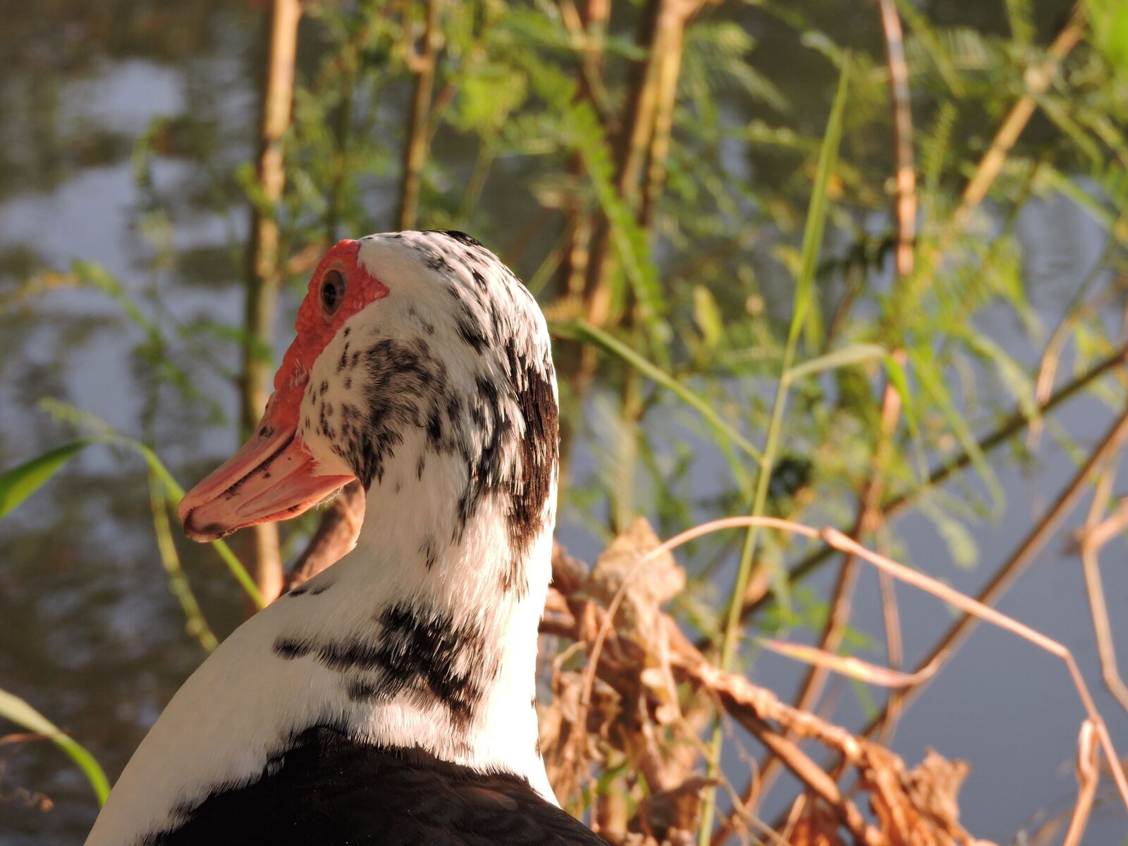 Nikon Coolpix P600 sample photo. Animal, duck, nature photography