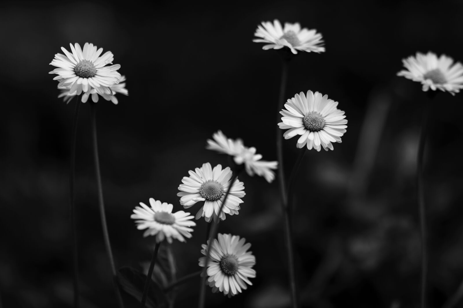 Nikon D7200 sample photo. Daisies, spring, nature photography