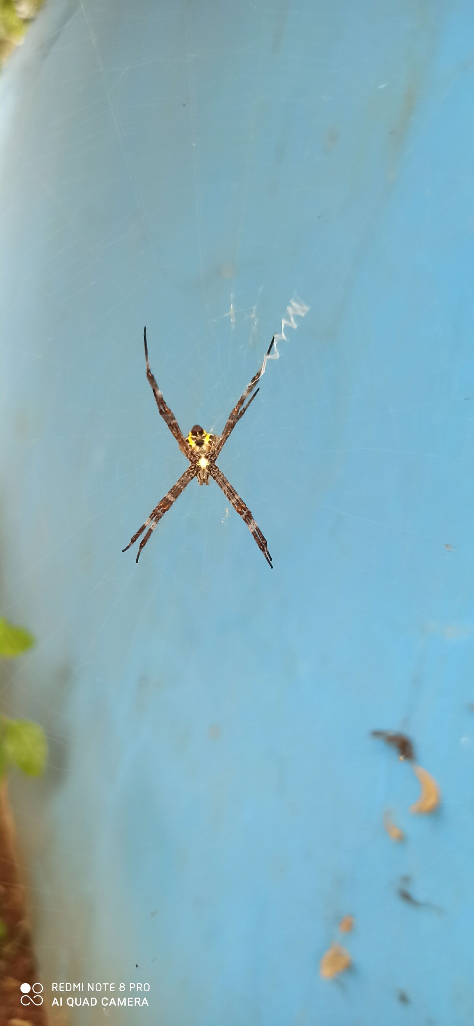 Xiaomi Redmi Note 8 Pro sample photo. Spider, summer, web photography