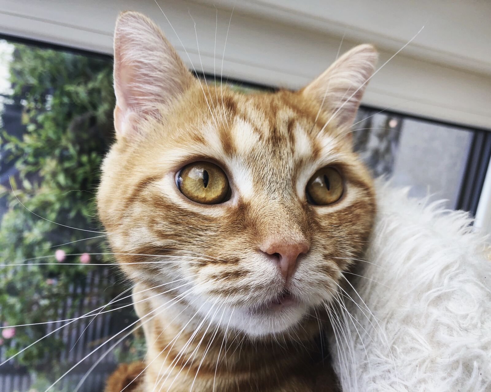 iPhone 8 back camera 3.99mm f/1.8 sample photo. Cat, pet, animal photography