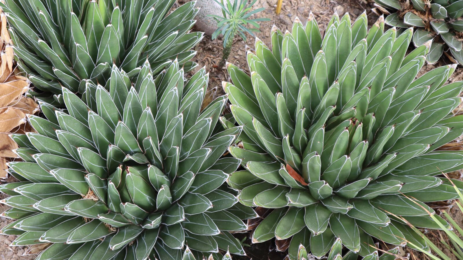 Canon EF-M 15-45mm F3.5-6.3 IS STM sample photo. Succulent, gross, succulent plant photography