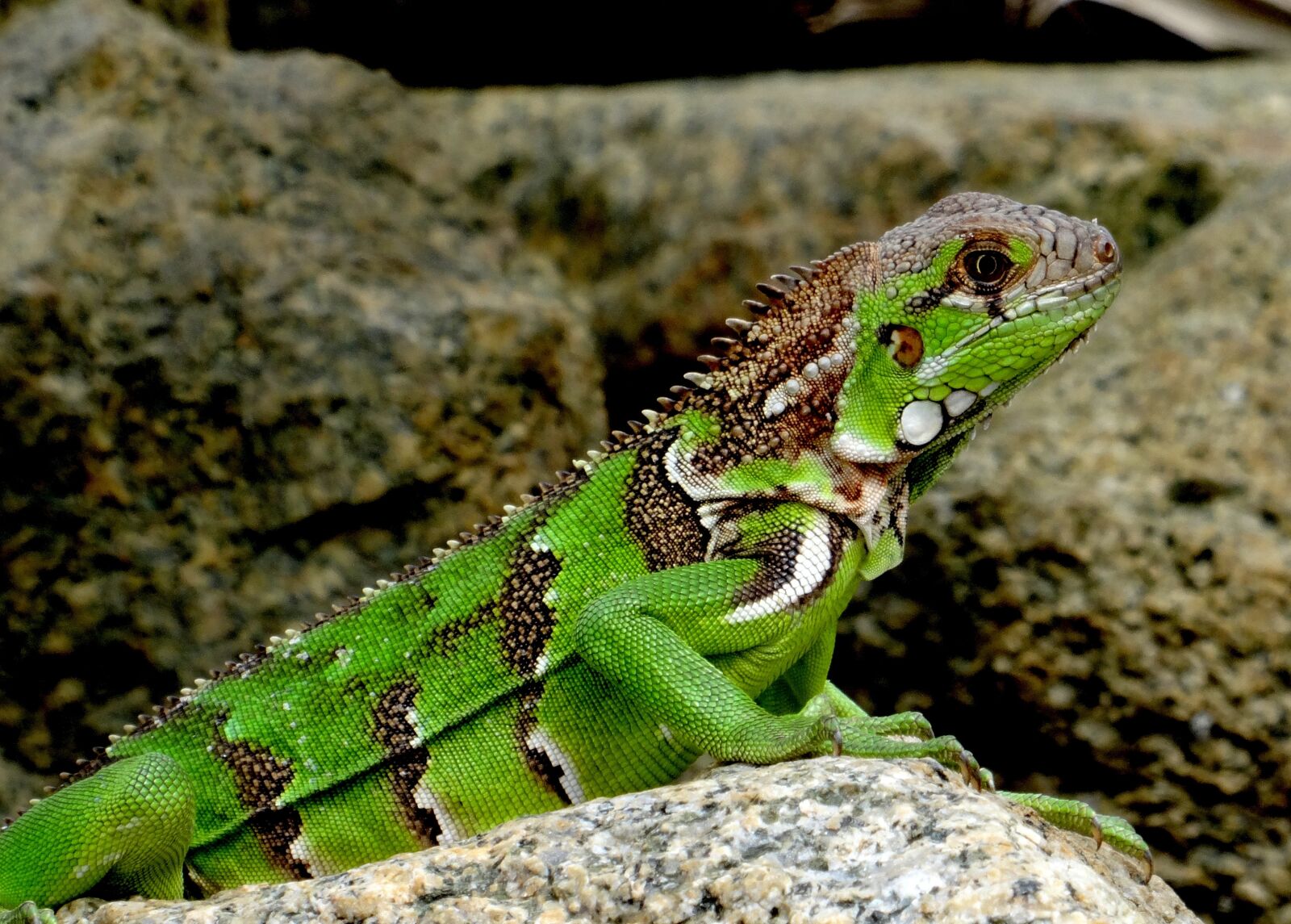 Sony Cyber-shot DSC-HX50V sample photo. Iguana, caribbean, green photography