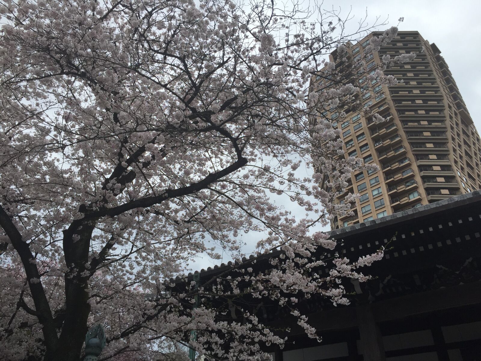 iPhone 6 back camera 4.15mm f/2.2 sample photo. Tokyo, cherry blossom viewing photography