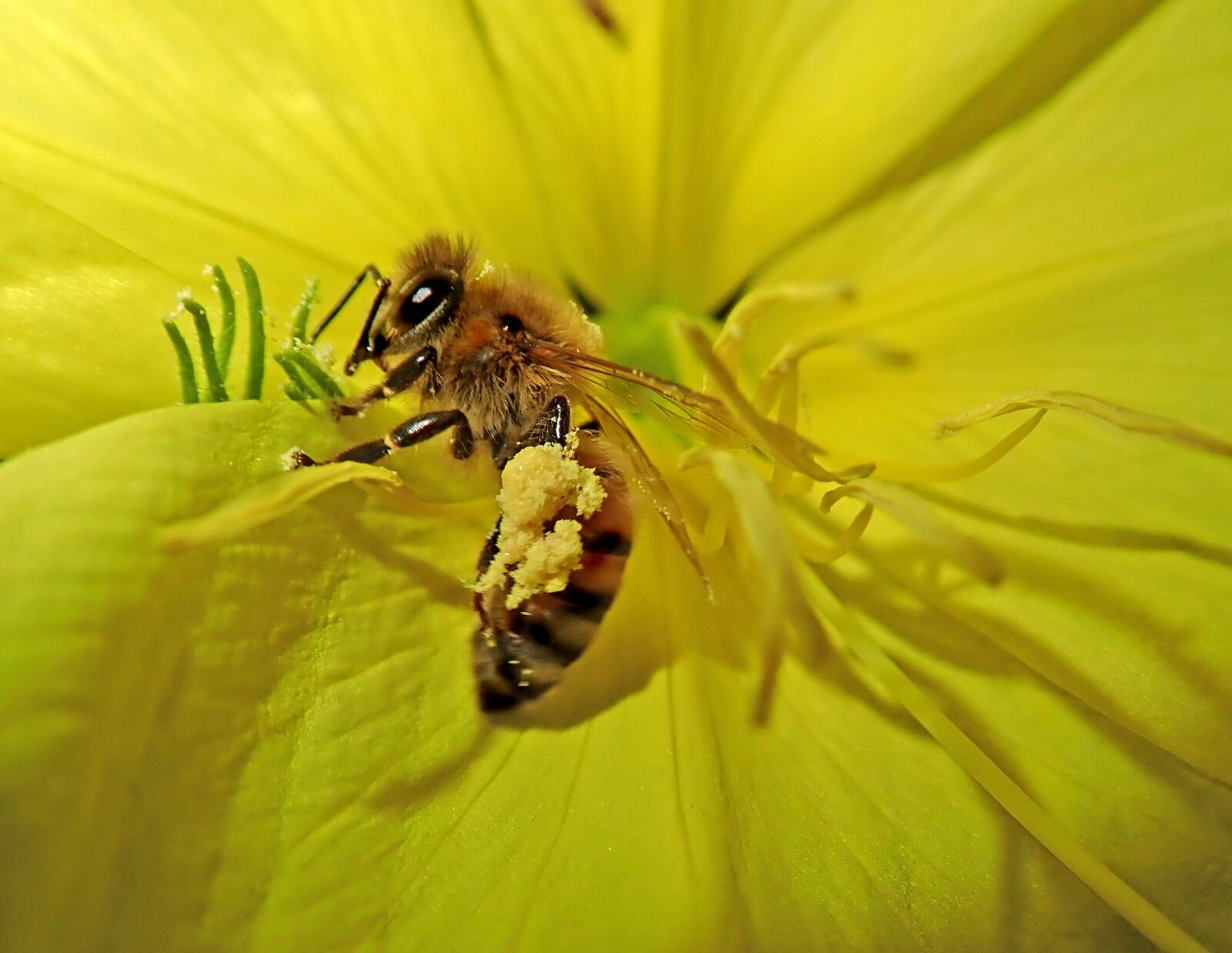 Olympus TG-5 sample photo. Insect, bee, pollen photography