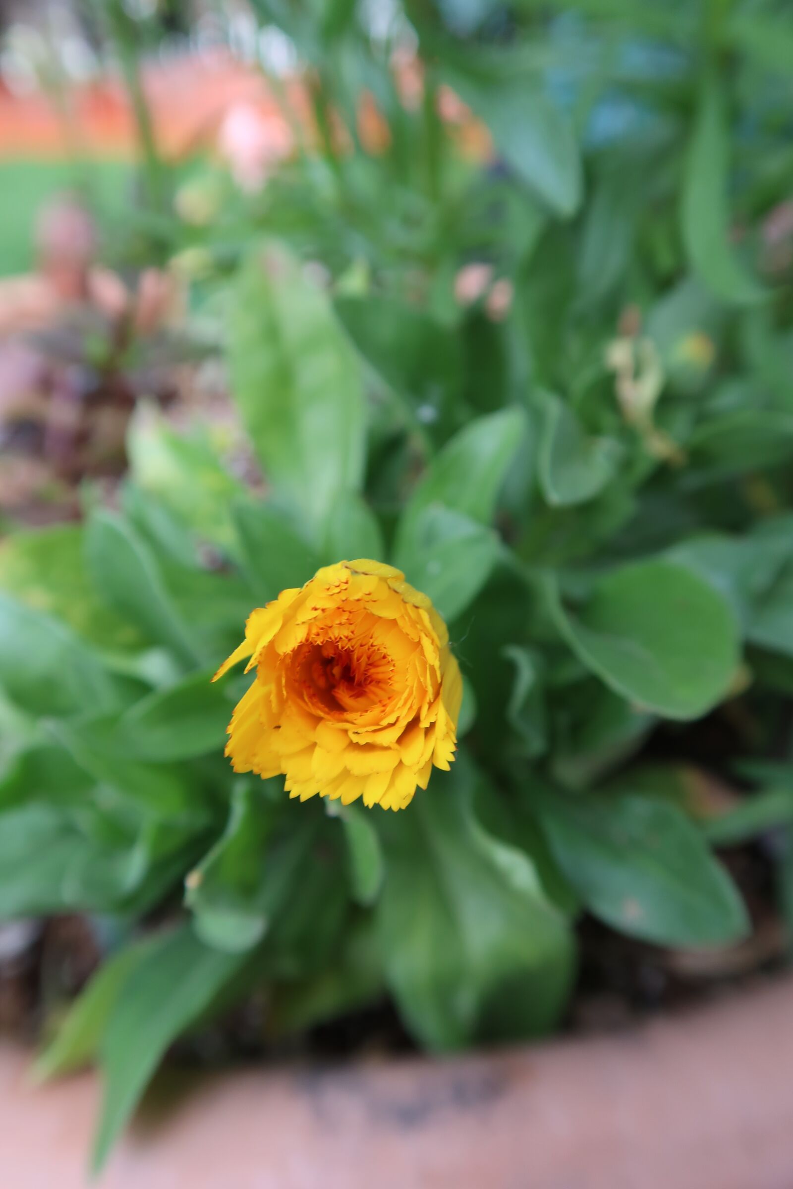 Canon PowerShot G7 X Mark II sample photo. Yellow flower, nature, garden photography