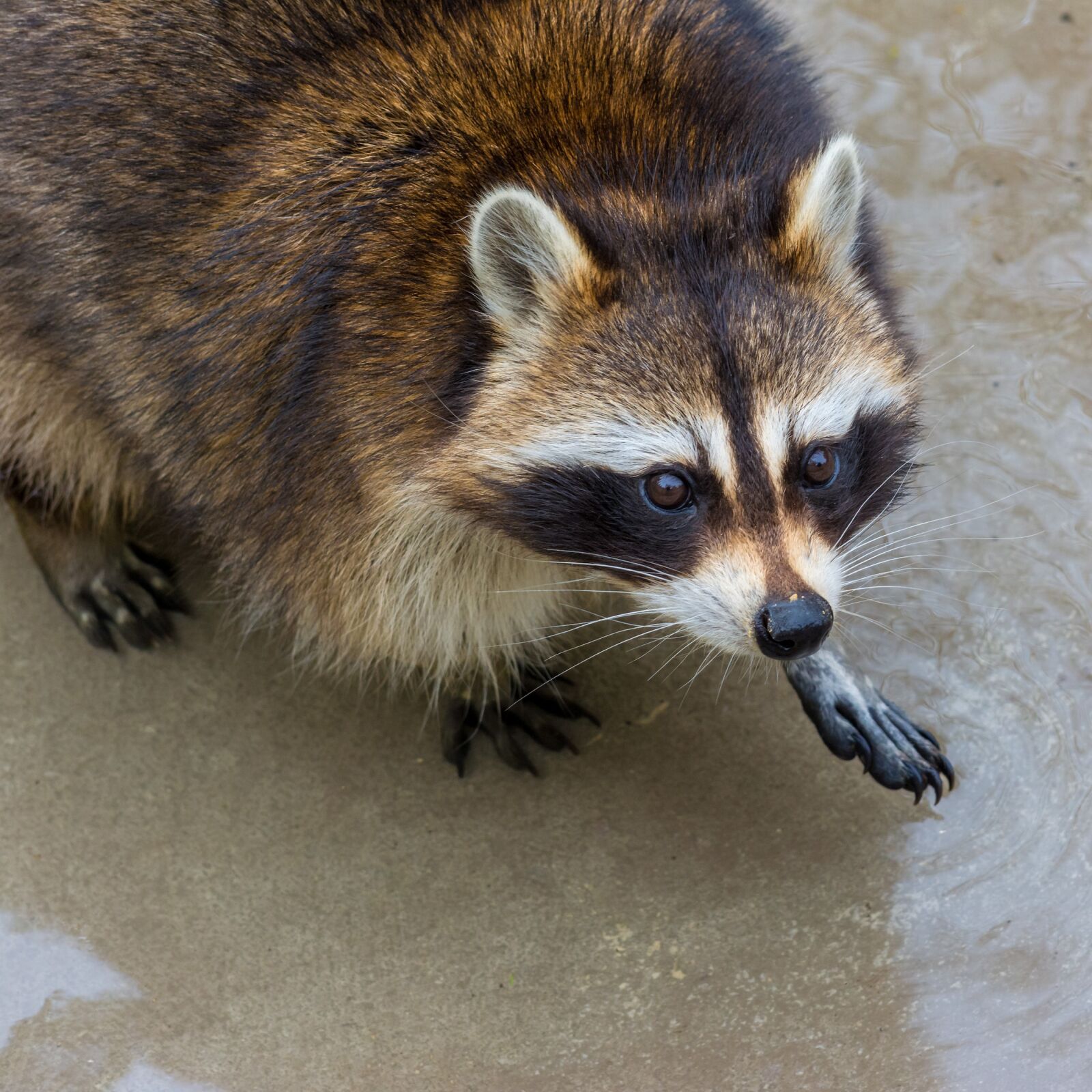 Nikon D5200 sample photo. Nature, animal, raccoon photography