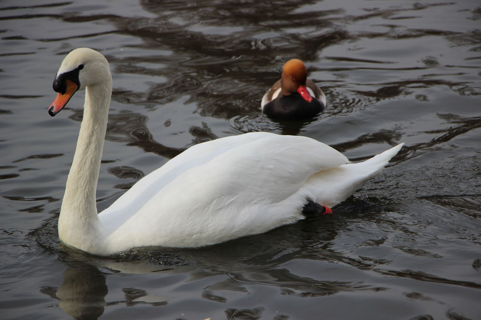 Canon EOS 600D (Rebel EOS T3i / EOS Kiss X5) + Canon EF-S 18-135mm F3.5-5.6 IS STM sample photo. Bird, water bird, swan photography