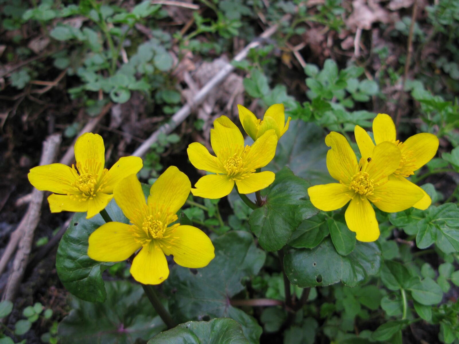 Canon POWERSHOT G9 sample photo. Flower, plant, forest photography