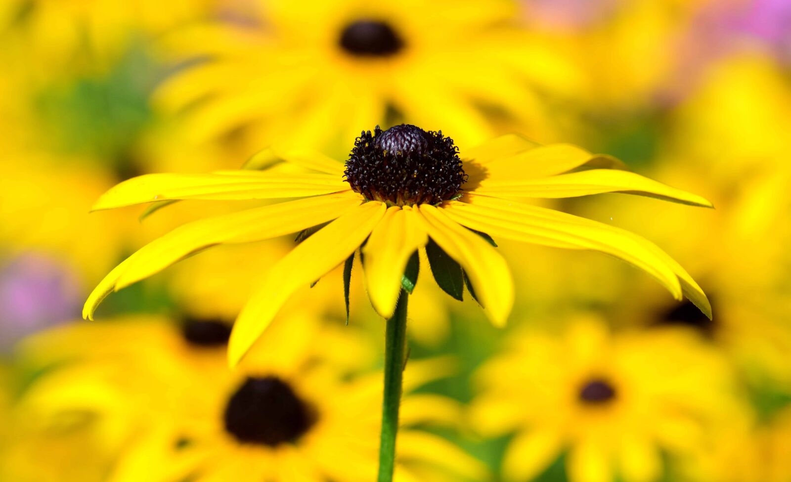 Nikon D3300 sample photo. Garden, flora, nature, flower photography