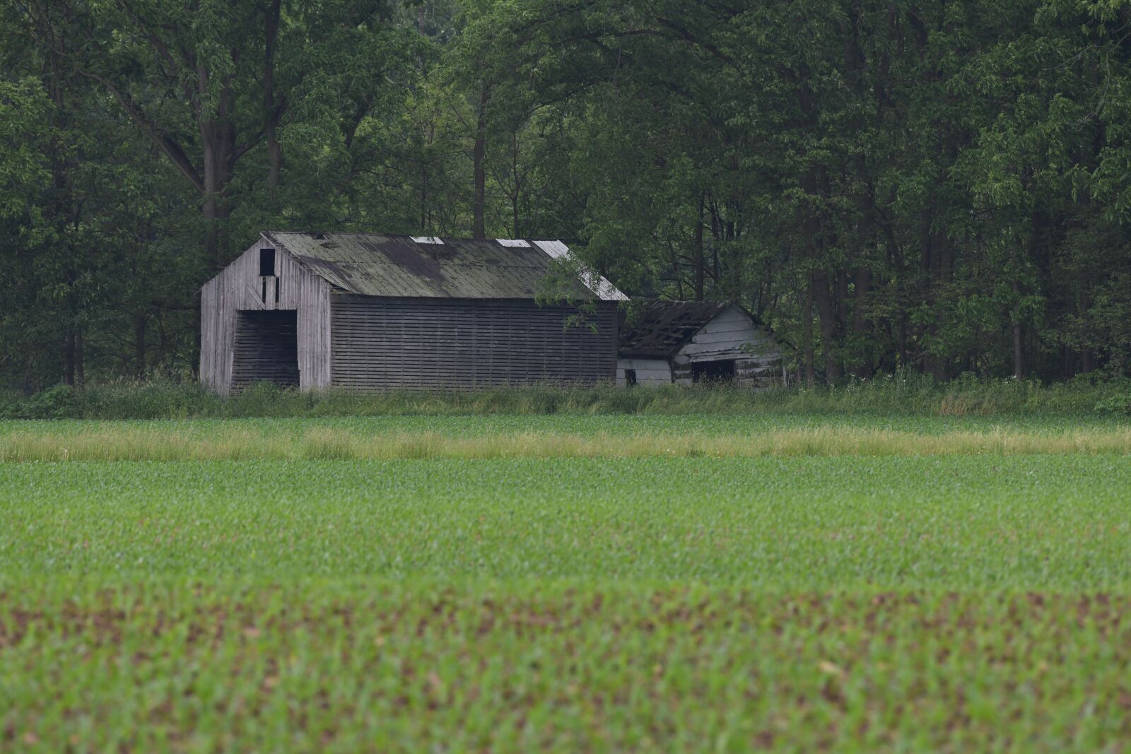 Nikon D850 sample photo. Barn, abandoned, old photography