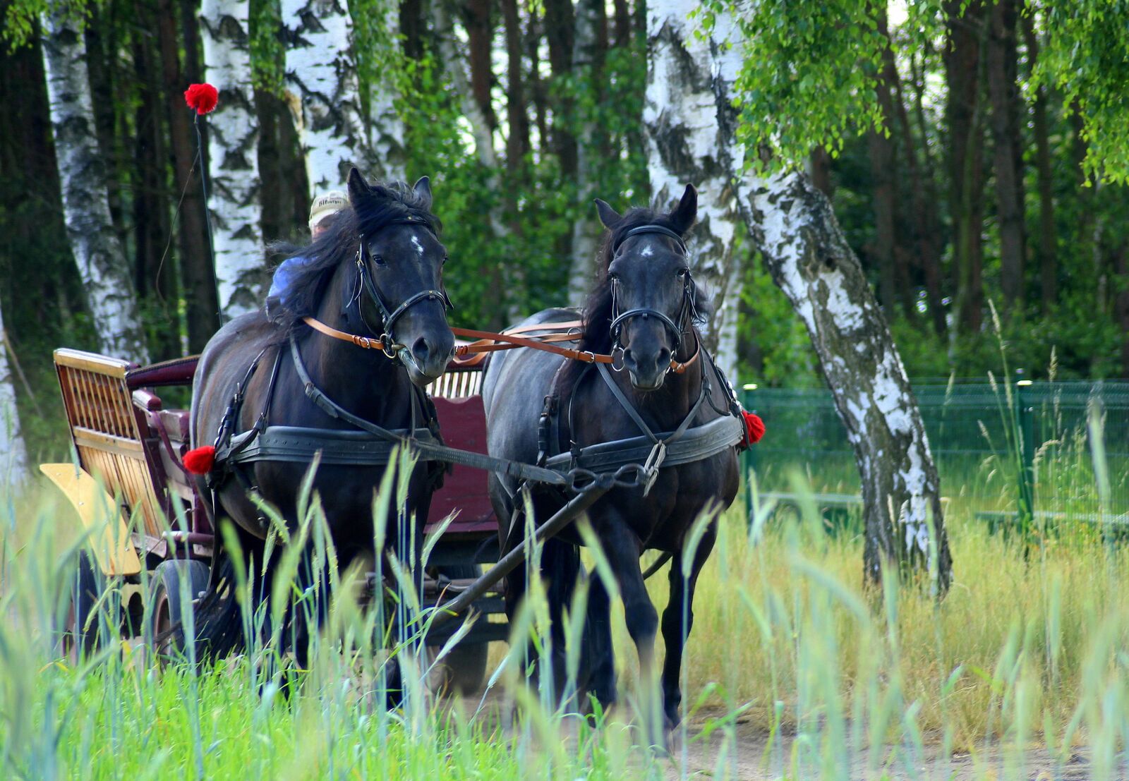 Canon EOS 1200D (EOS Rebel T5 / EOS Kiss X70 / EOS Hi) sample photo. Team, horses, chaise photography