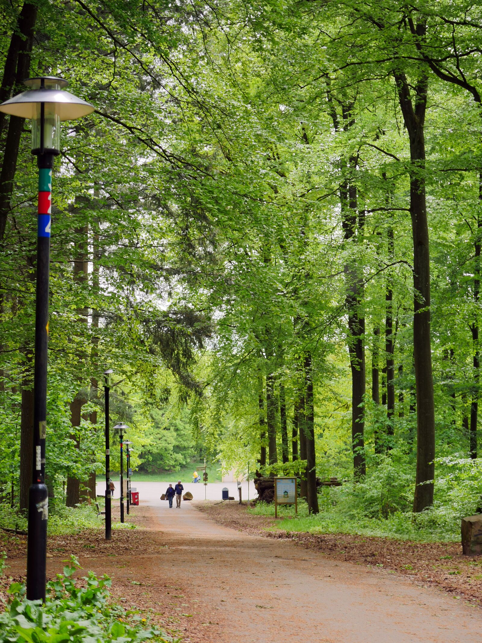 Panasonic Lumix DMC-GX8 sample photo. In the spring forest photography