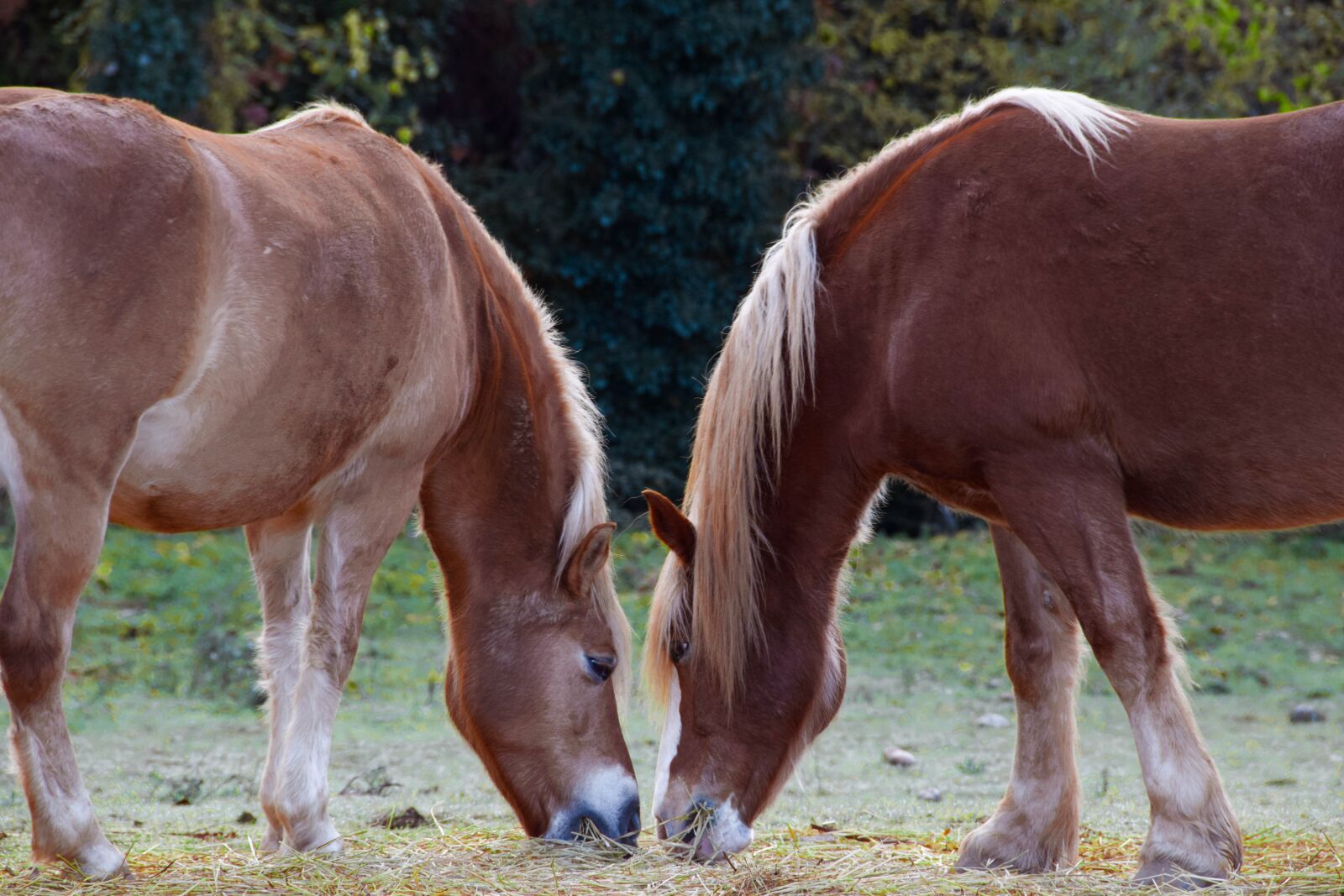 Nikon D5300 sample photo. Horse, equestrian, wild photography