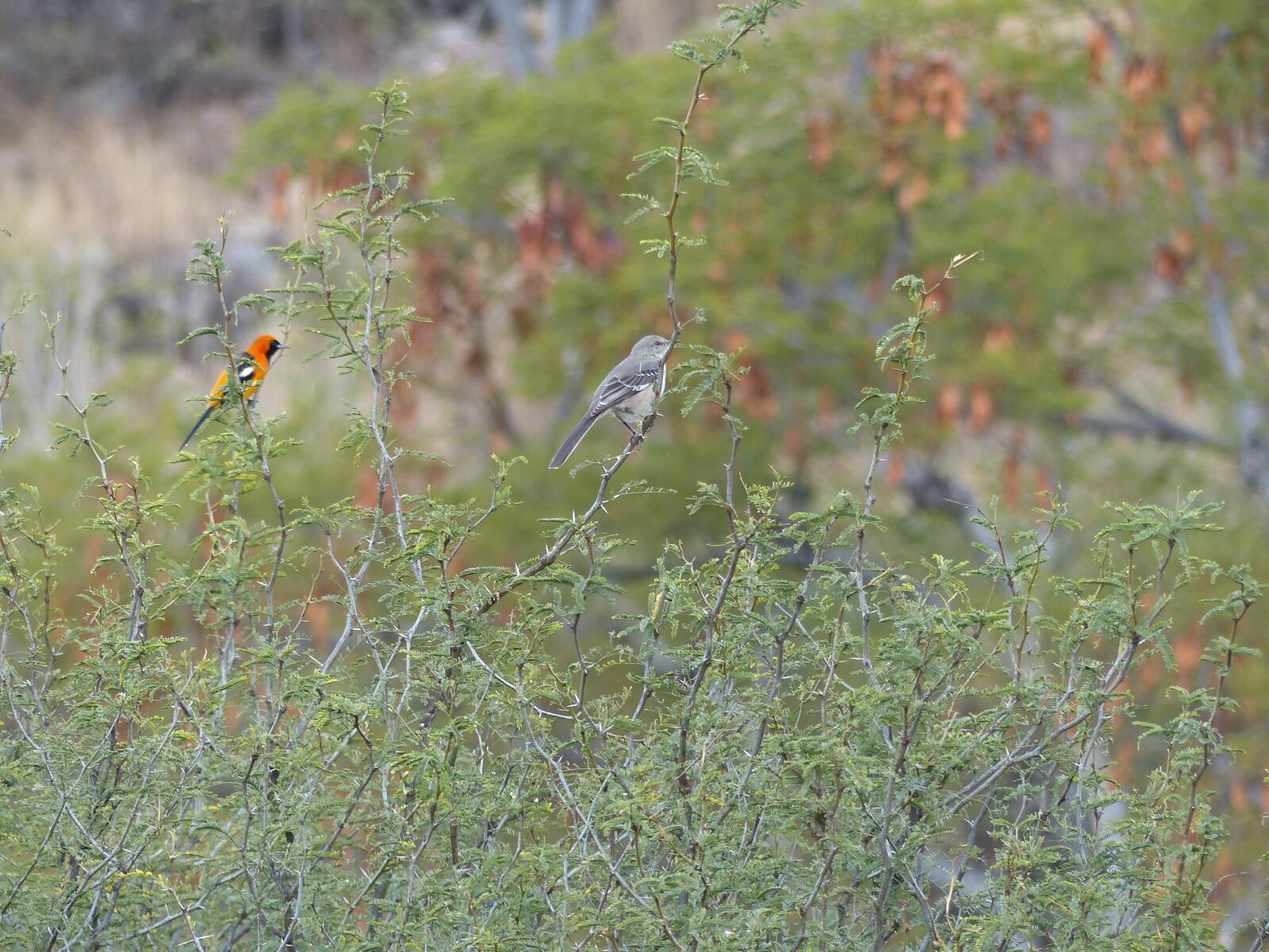 Panasonic Lumix DMC-FZ200 sample photo. Bird, ave, nature photography