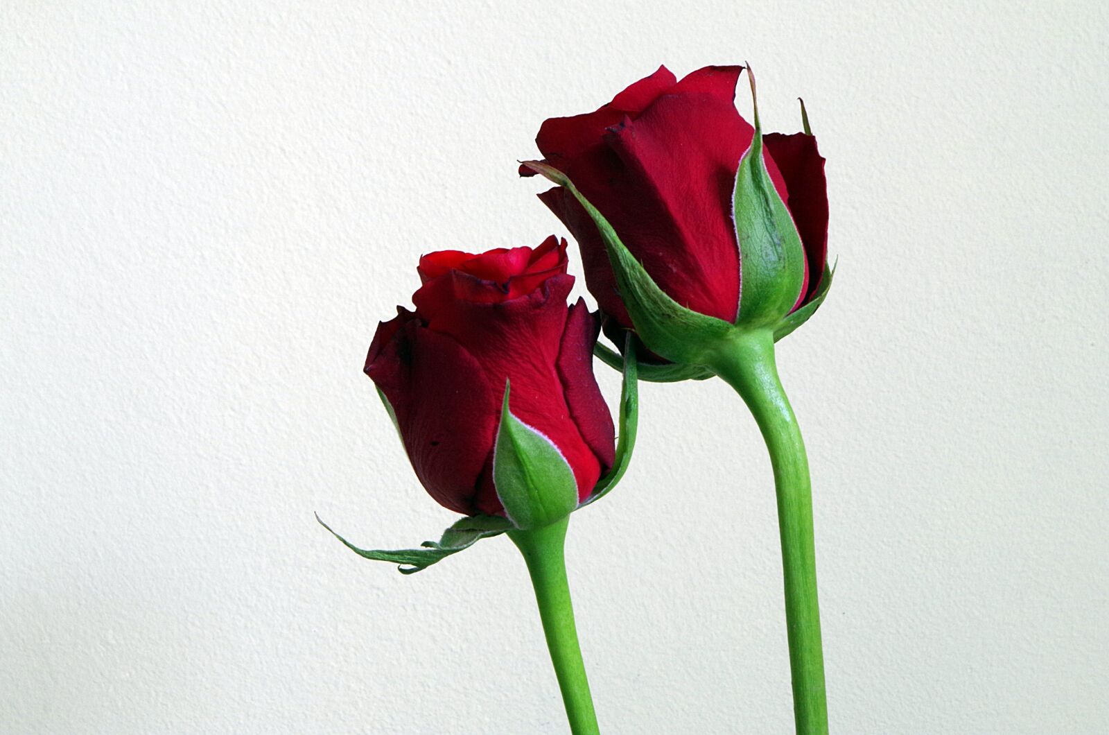 Pentax K-50 sample photo. Flowers, red roses, composition photography
