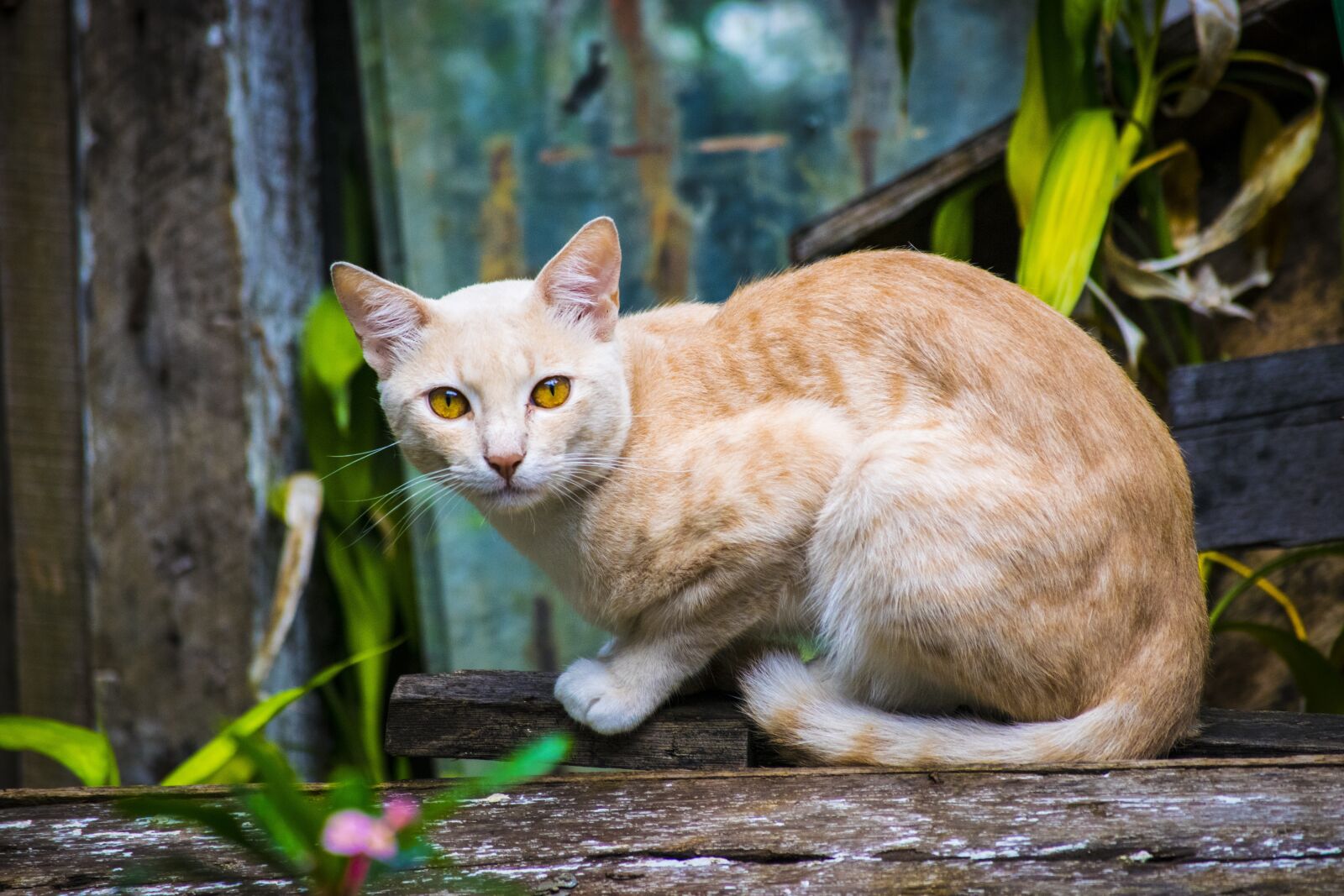 Nikon D3300 sample photo. Cat, animal, pet photography