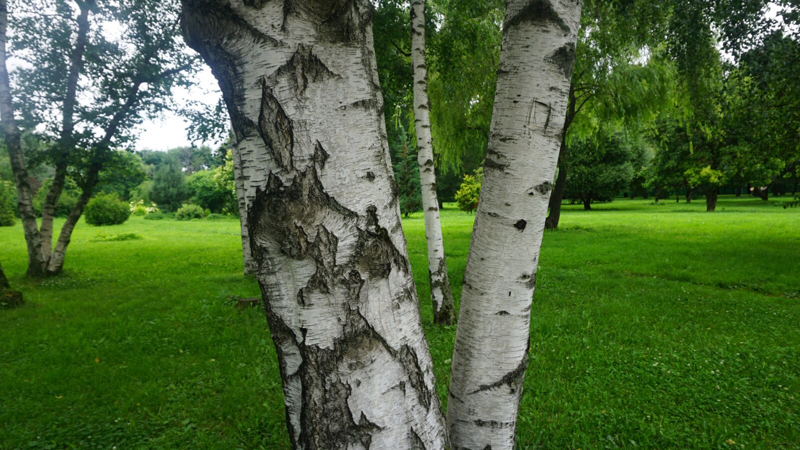 Sony a6000 sample photo. Tree, grass, nature photography