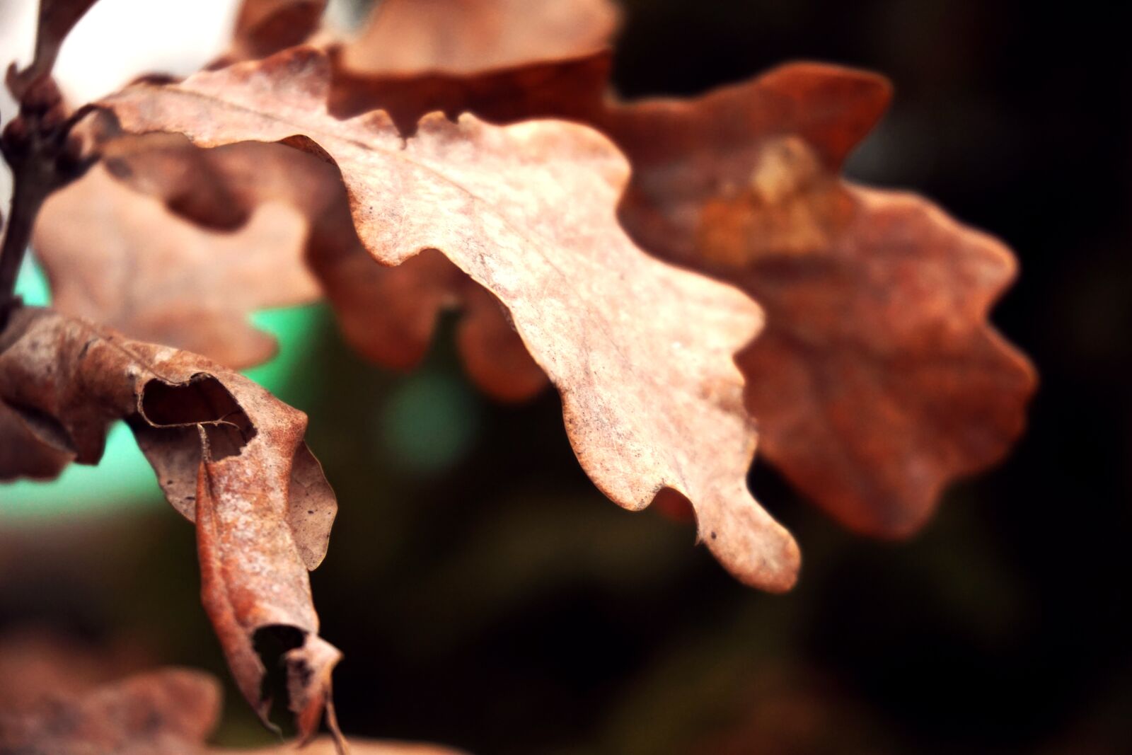 Sony a6000 sample photo. Dry, environment, leaf photography