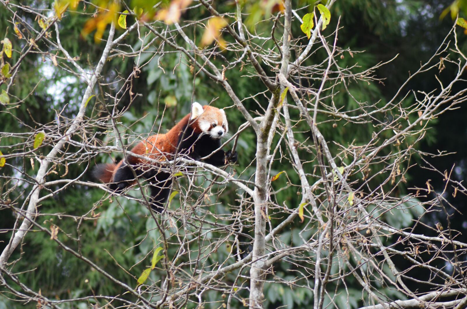 Nikon D5100 sample photo. Animal, red, panda, zoo photography