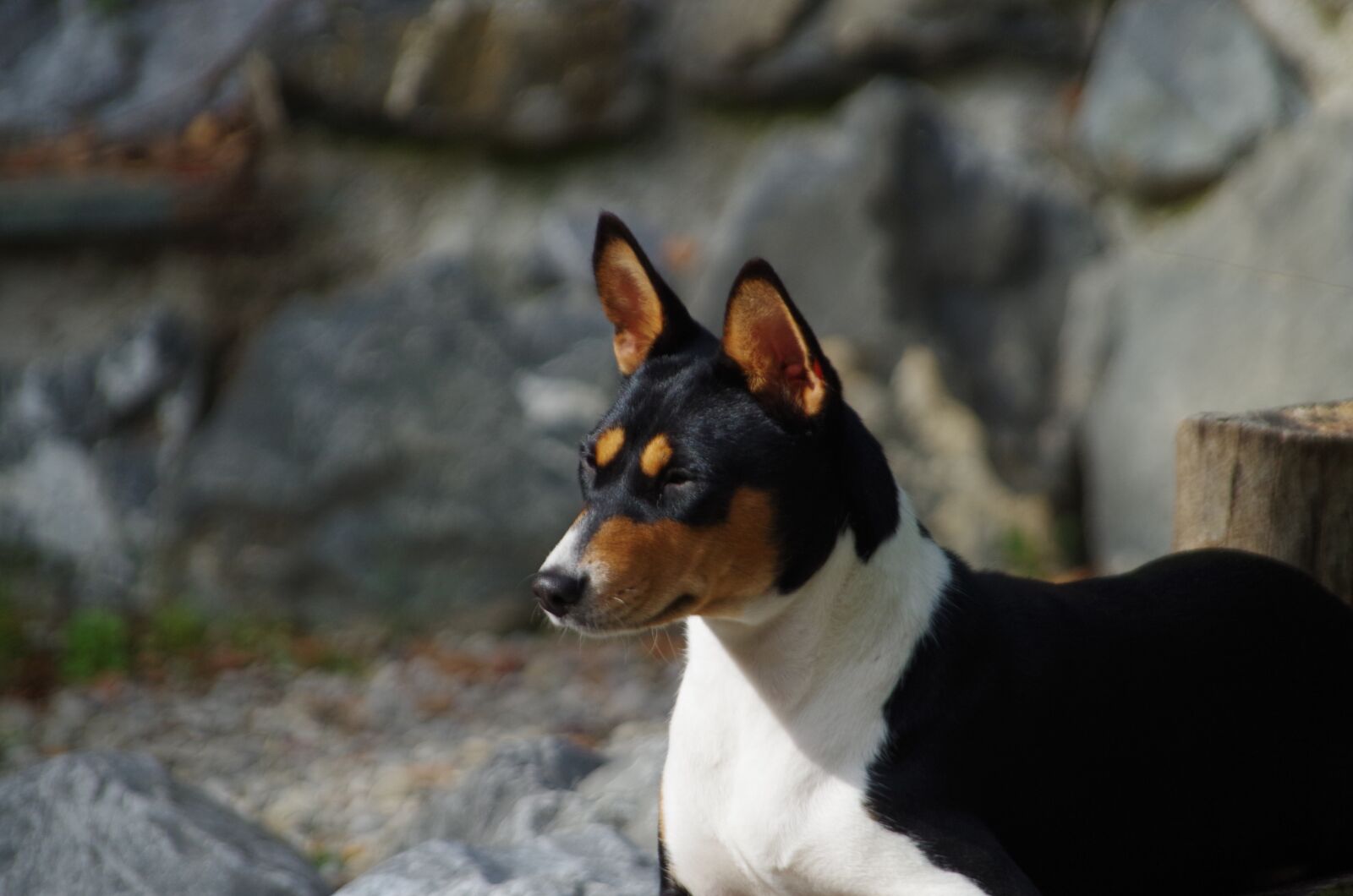 Pentax K-50 sample photo. Basenji, dog, purebred photography