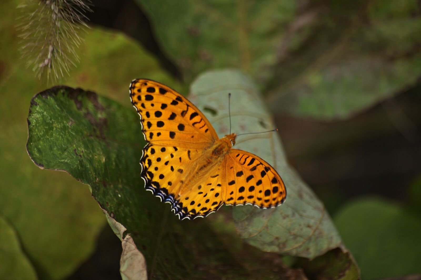 Canon EOS 5D Mark II sample photo. Butterfly, death, autumn photography