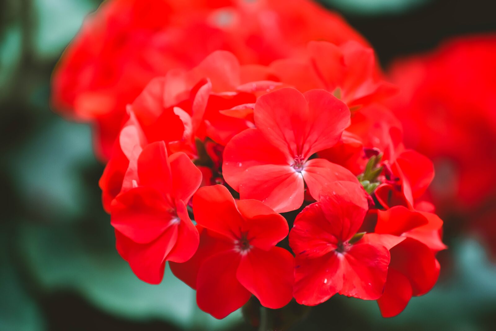 Nikon D5500 sample photo. Flowers, nature, park photography