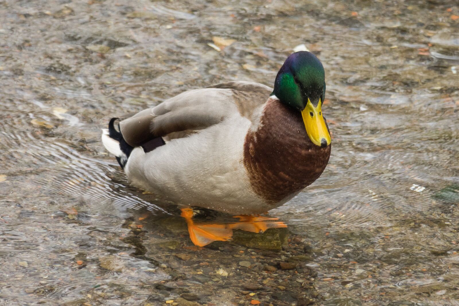 Sony Cyber-shot DSC-RX10 III sample photo. Bird, duck, animal world photography