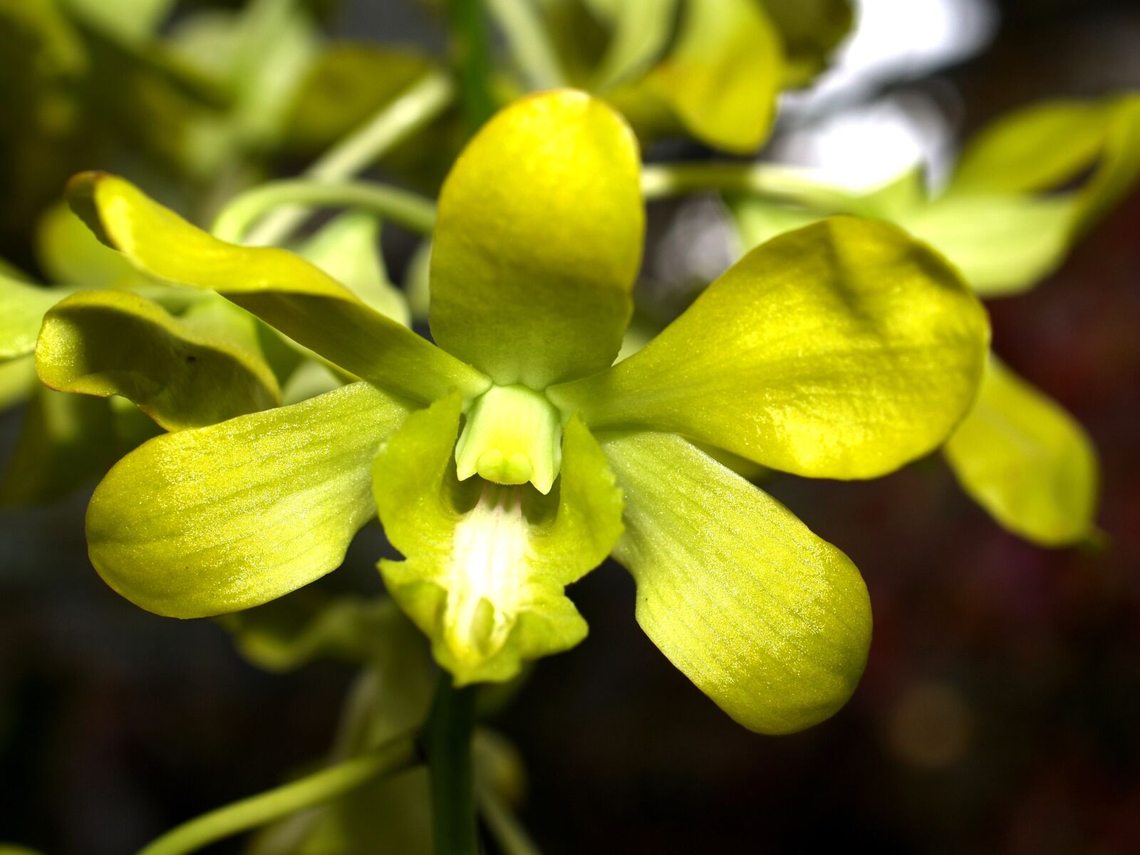 Olympus E-300 (EVOLT E-300) sample photo. Orchid, flower, bright photography