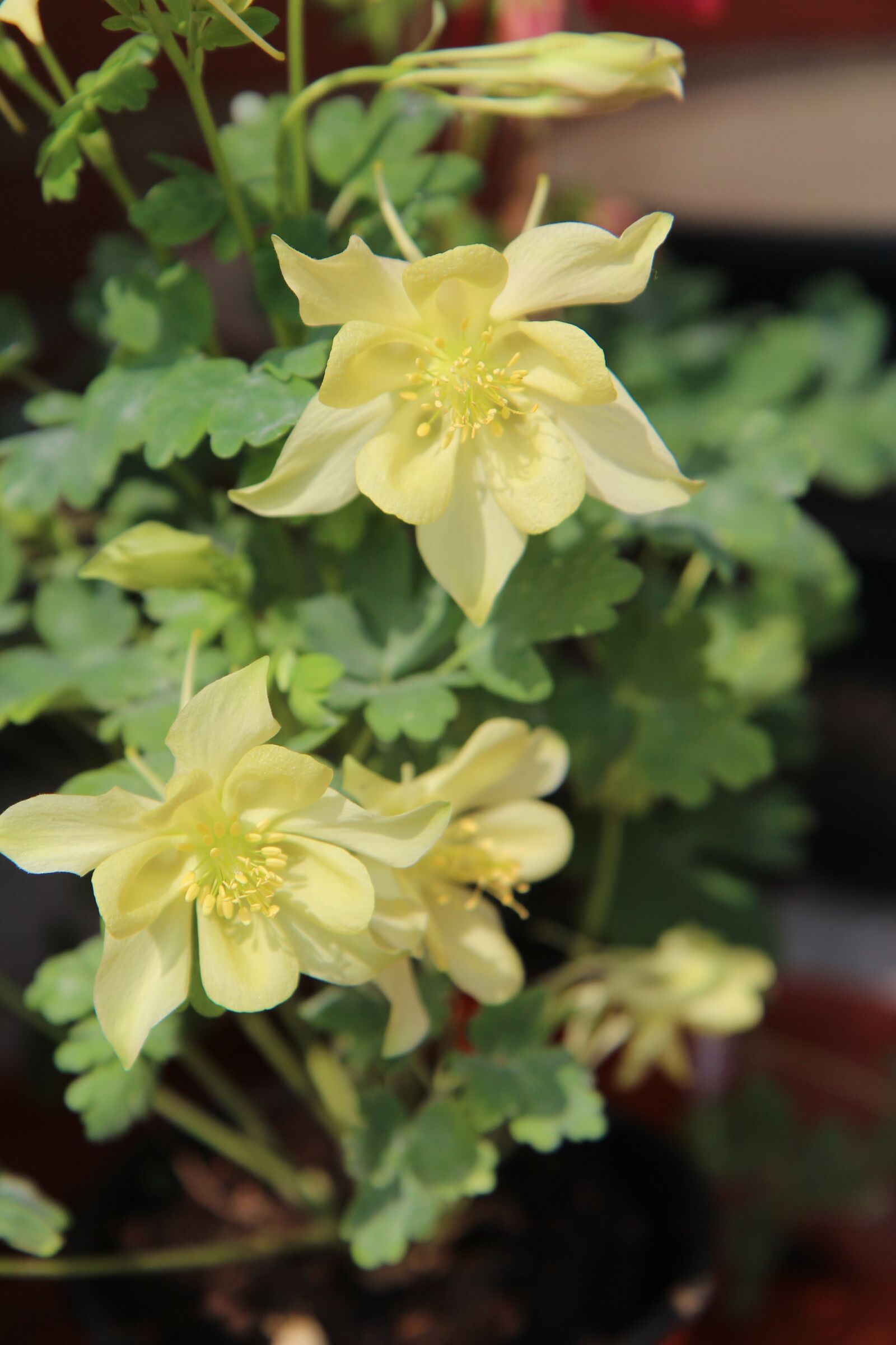 Canon EOS 600D (Rebel EOS T3i / EOS Kiss X5) sample photo. Columbine, ancolie yellow, flowering photography
