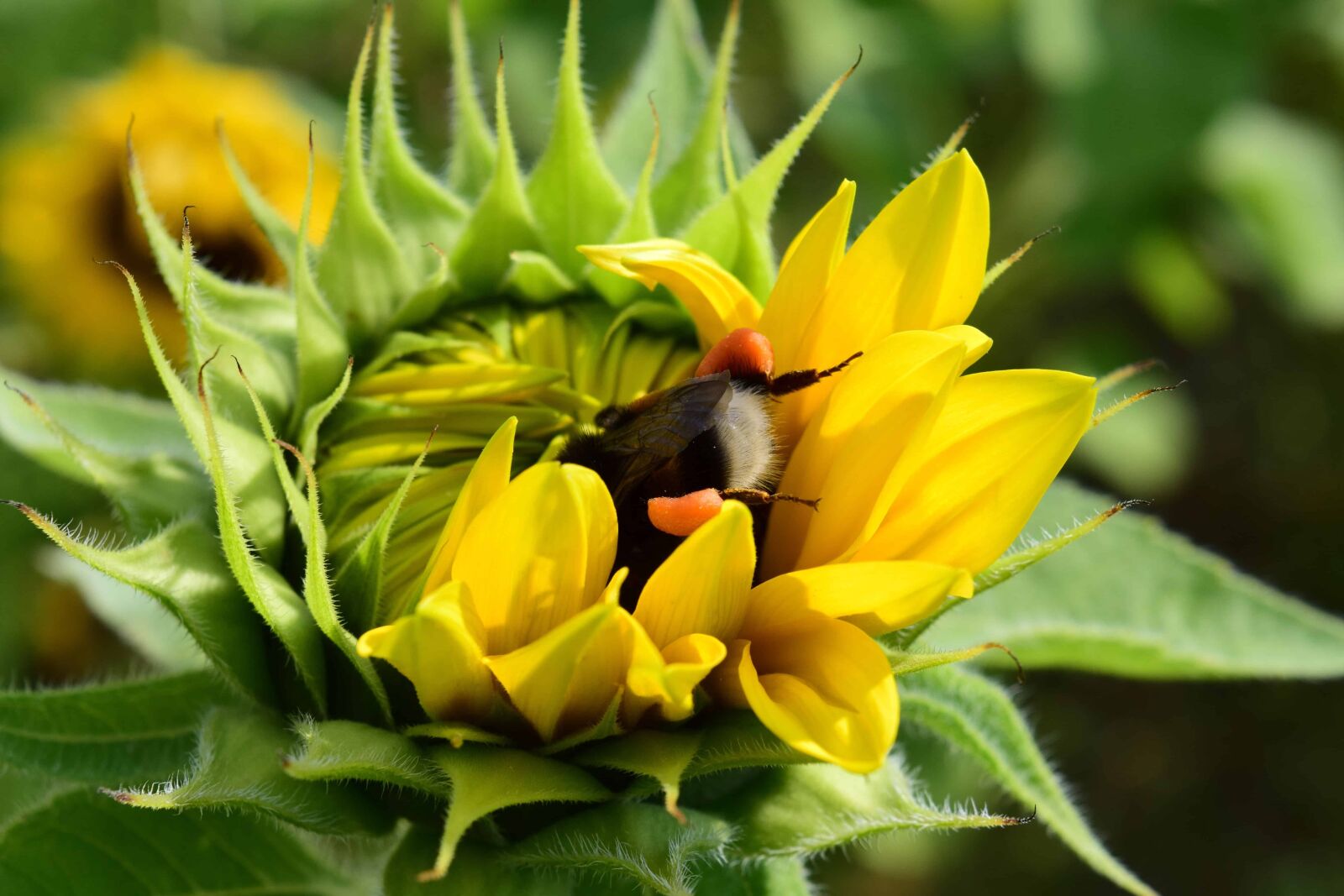 Nikon D3300 sample photo. Summer, leaf, bumblebee, nature photography
